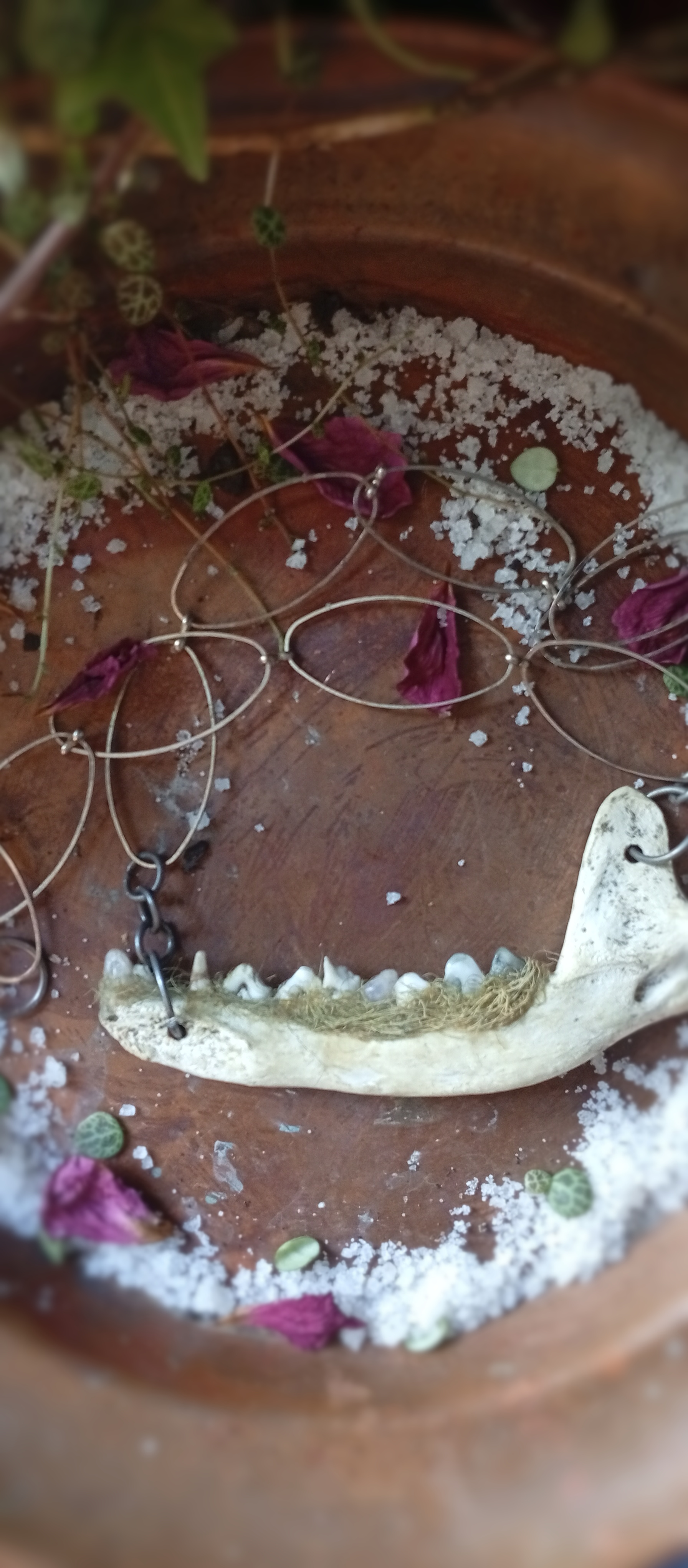 Fox teeth