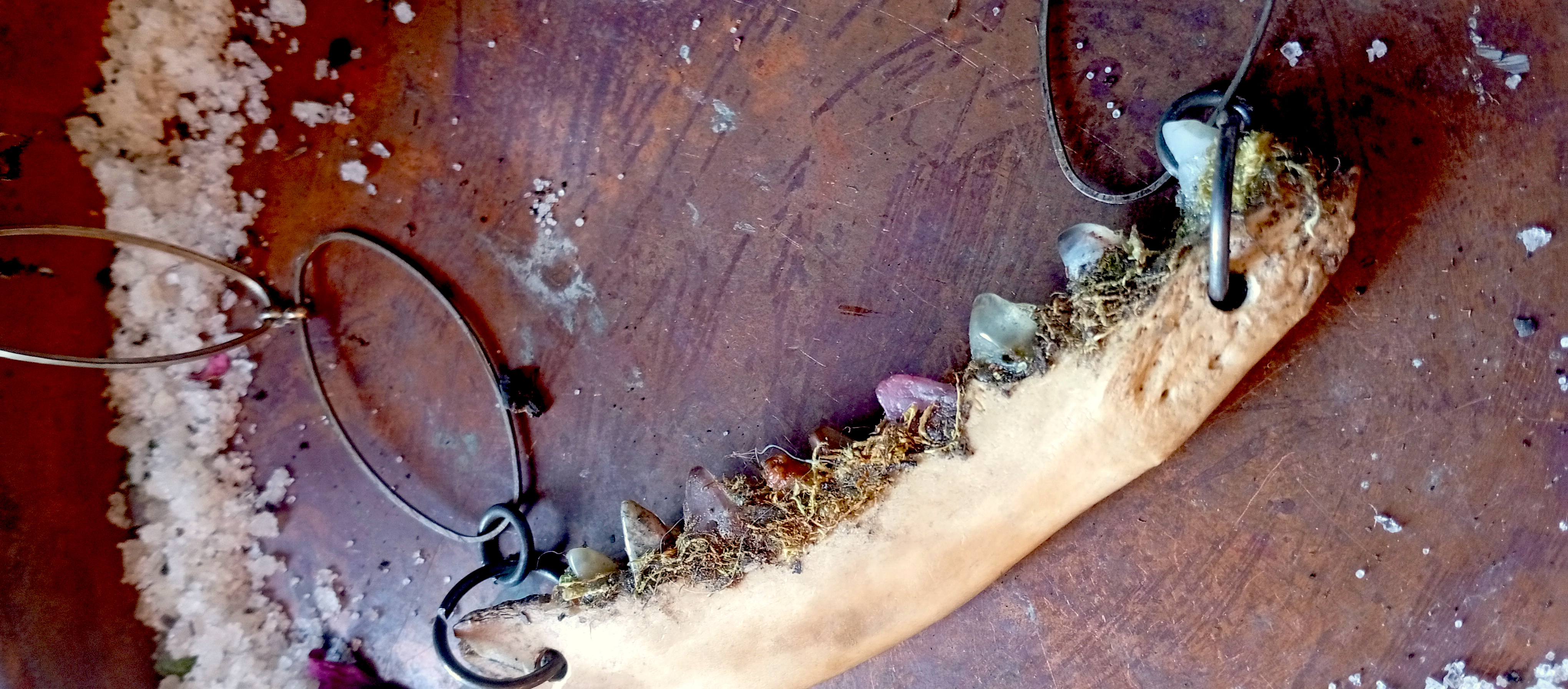 Fox teeth