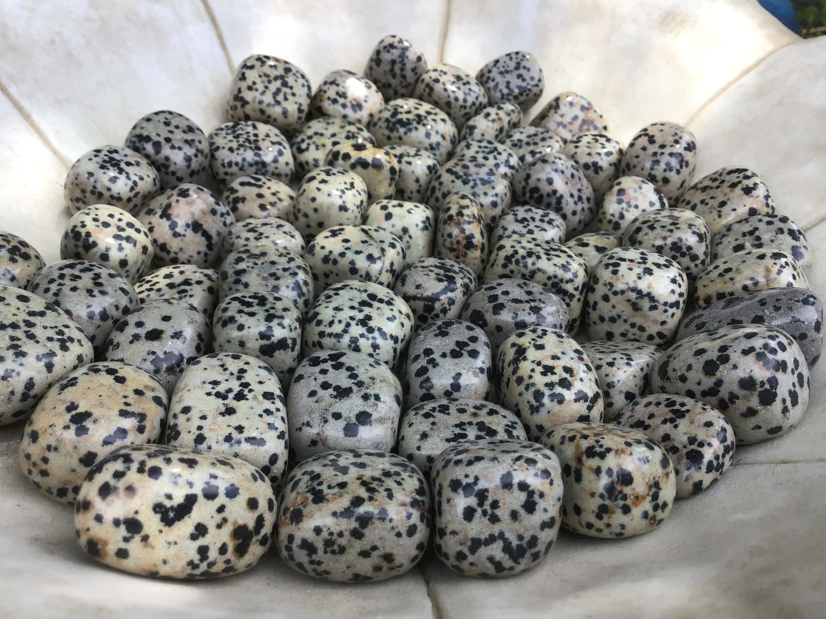 Dalmatian Jasper – Tumbled Stone