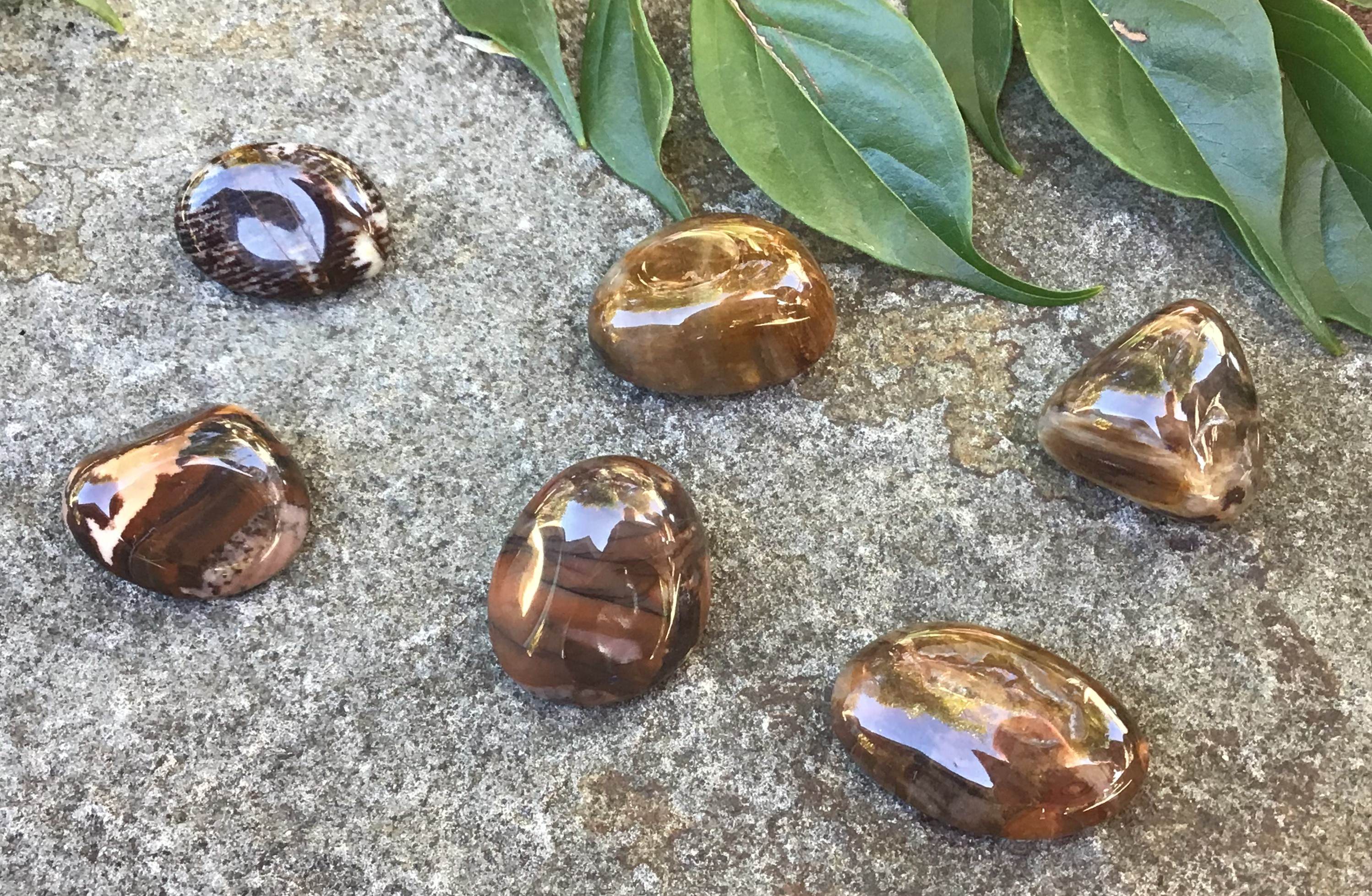 Petrified Wood – Tumbled Stone