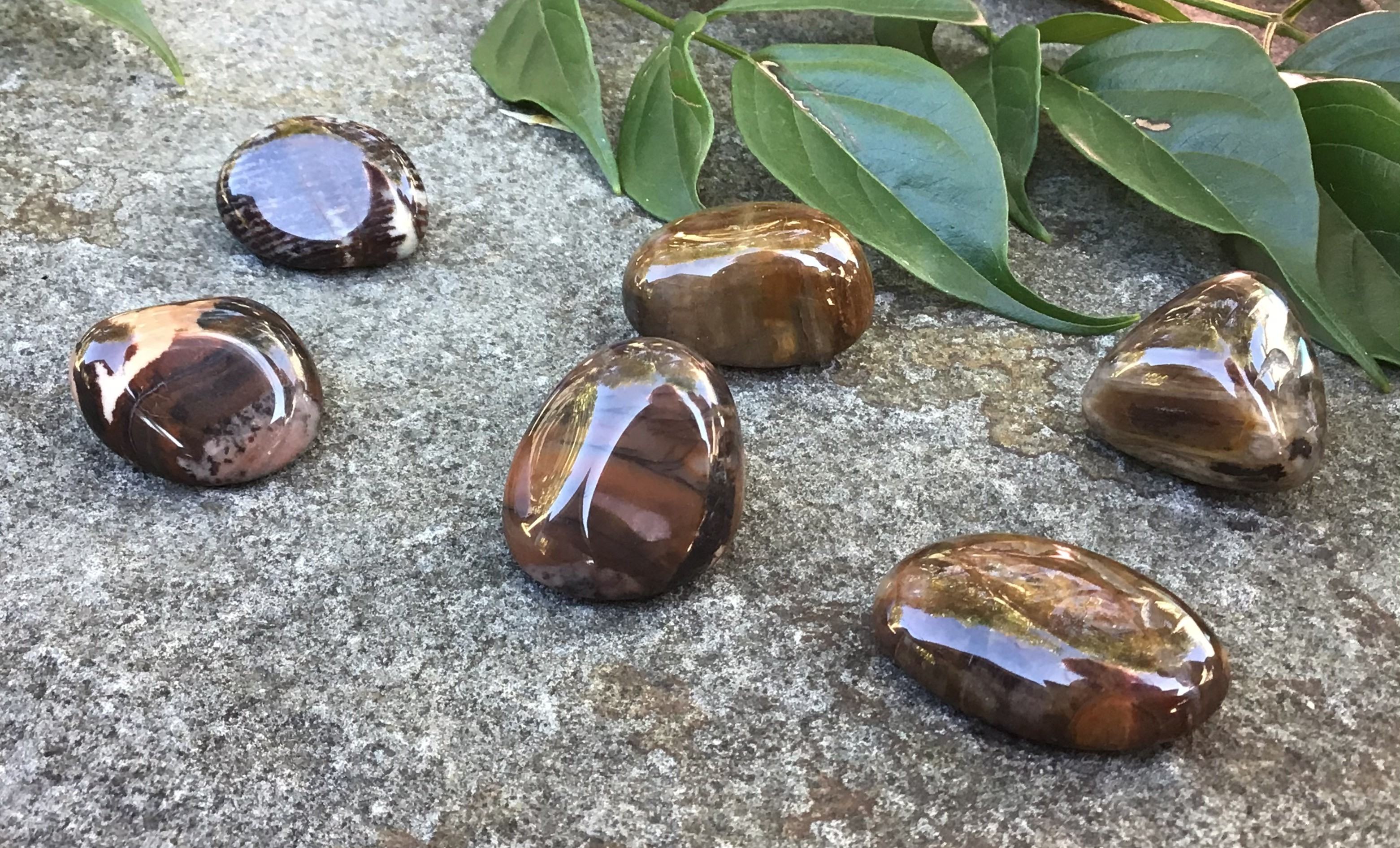 Petrified Wood – Tumbled Stone
