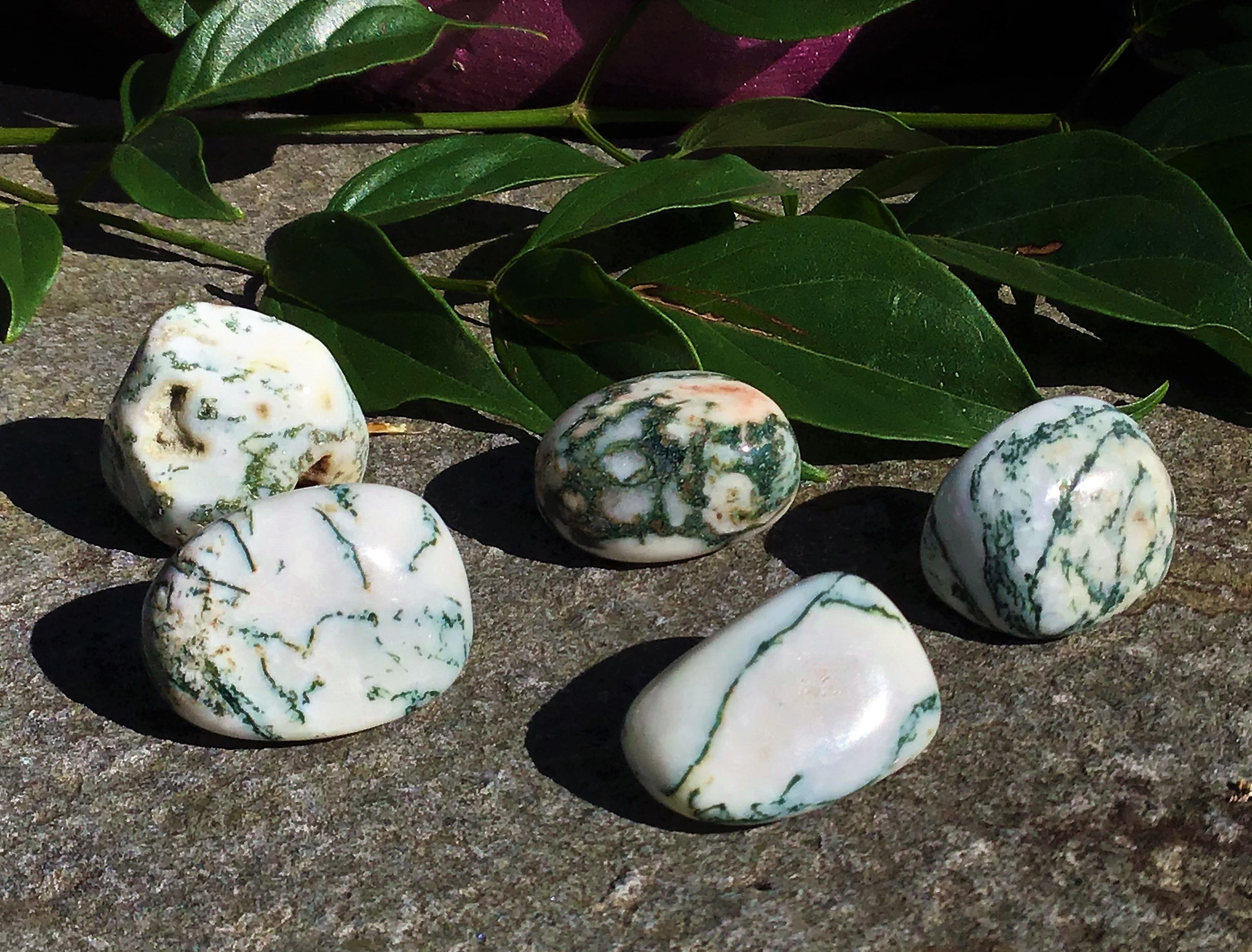Tree Agate – Tumbled Stone