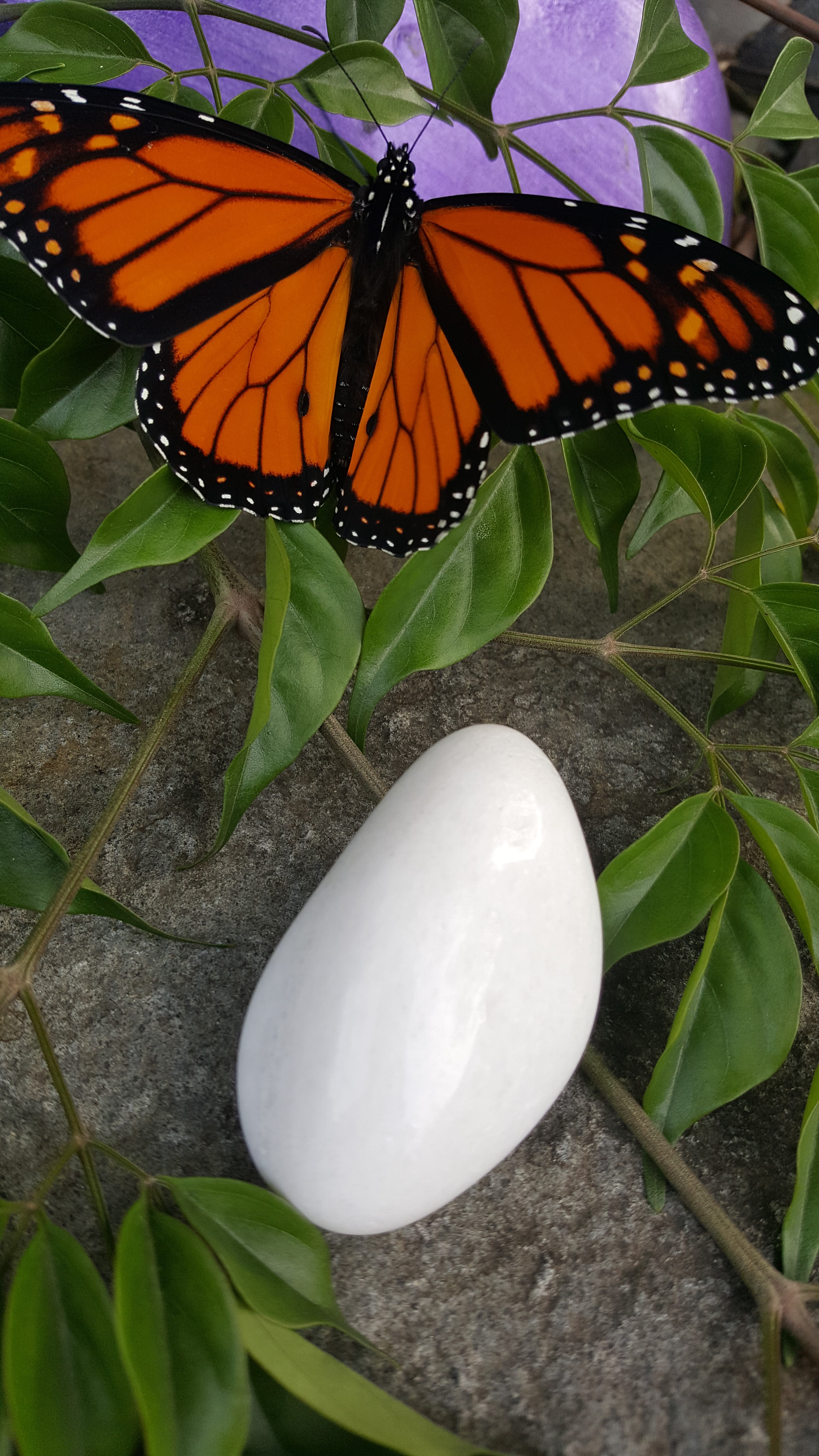 Snow Quartz - Palm Stone