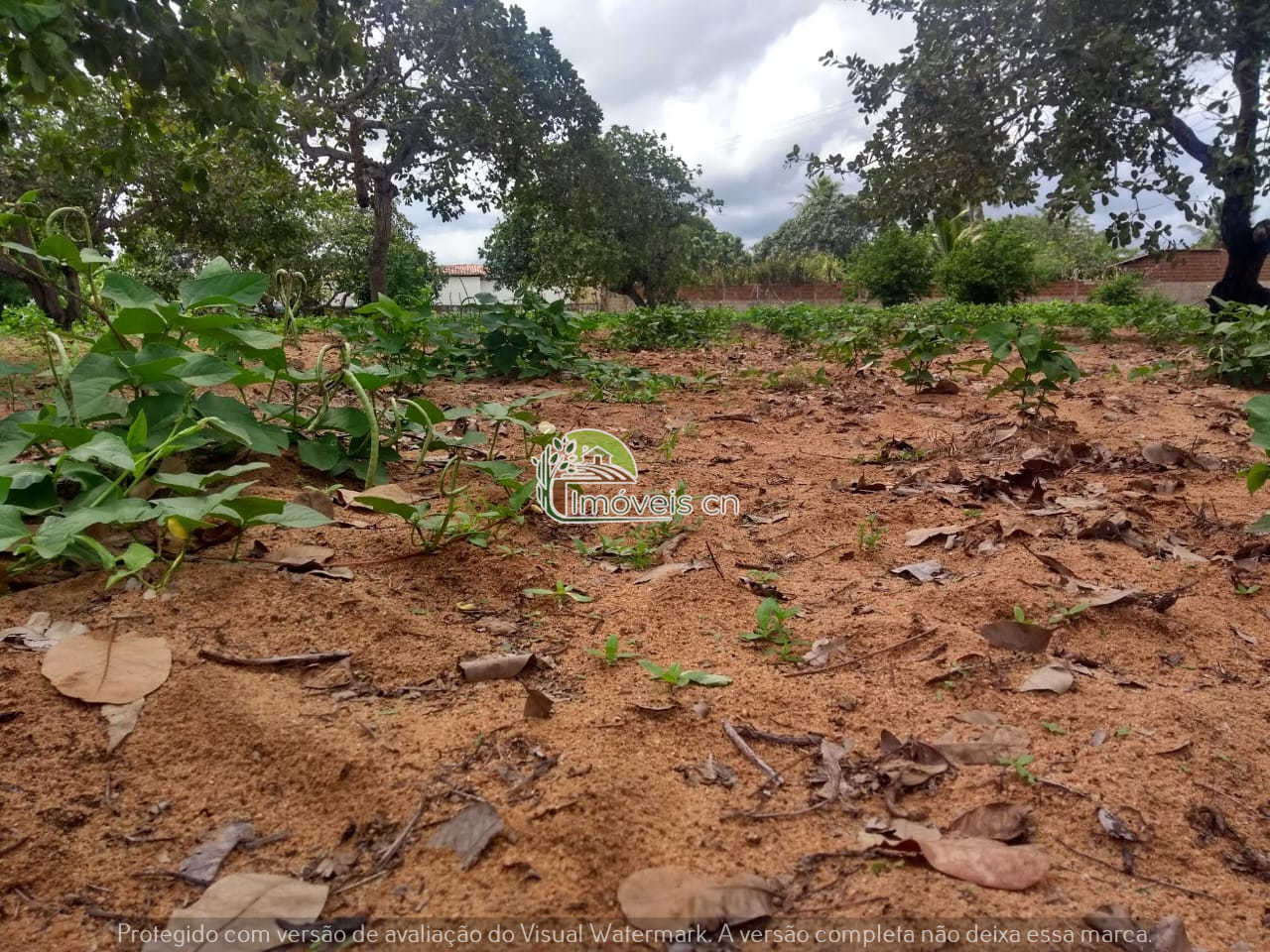 Sítio Produtivo em João Câmara/RN: 2 Hectares a 5km do Centro – R$ 160.000,00