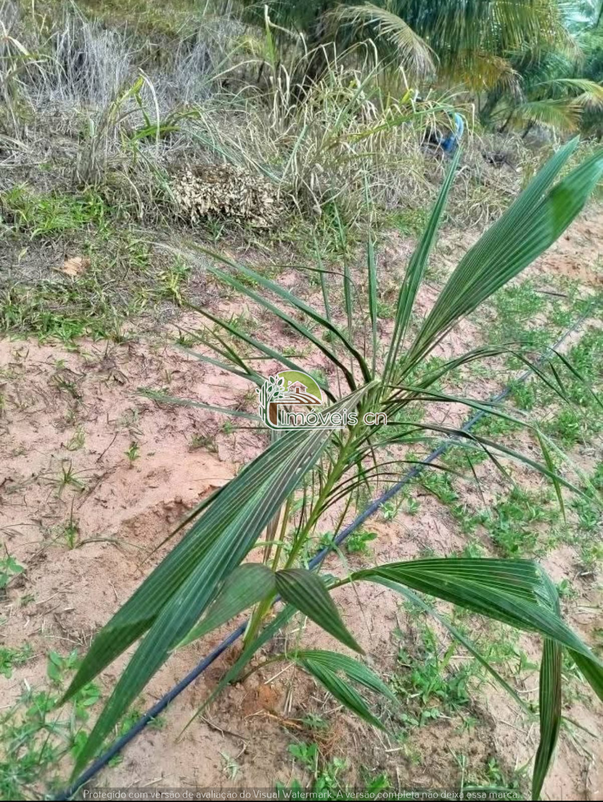 Propriedade à Venda em Maxaranguape/RN – 7,72 Hectares na Fazenda Paz!