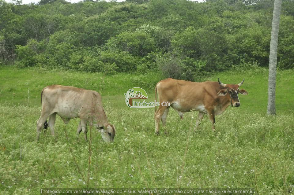 TERRENO A VENDA EM MONTE ALEGRE/RN!