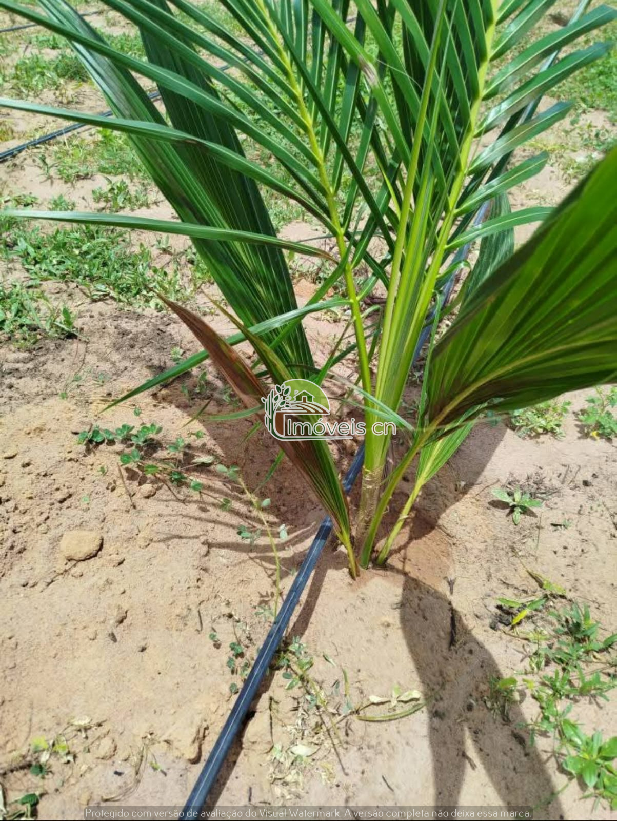 Propriedade à Venda em Maxaranguape/RN – 7,72 Hectares na Fazenda Paz!