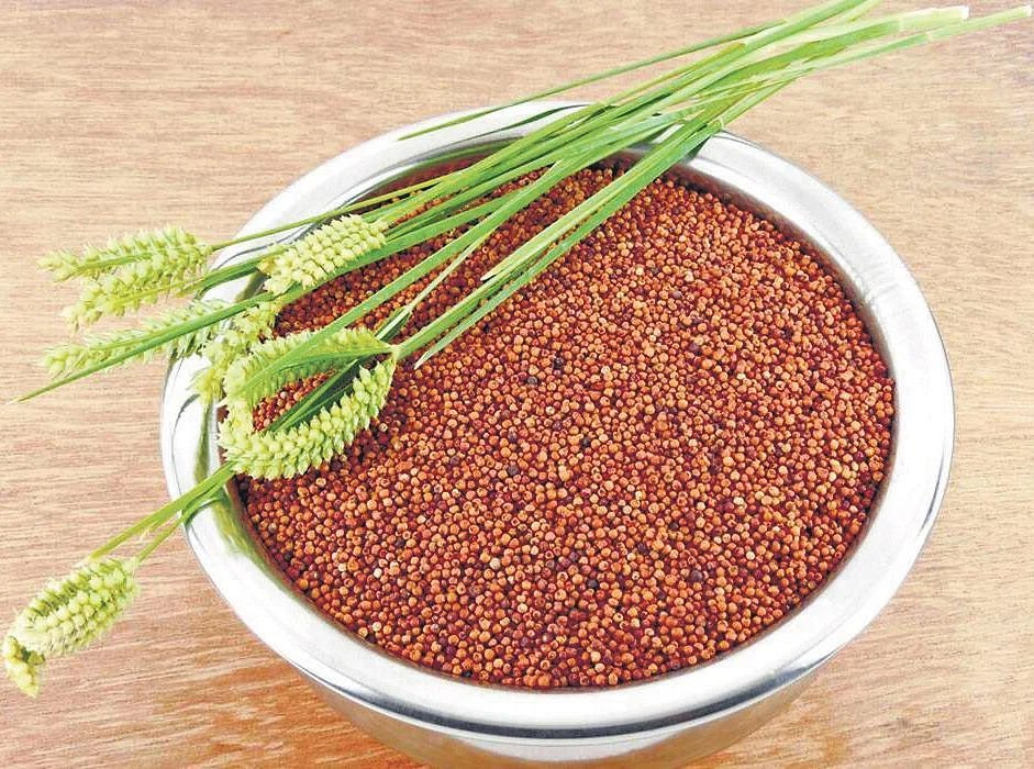 Finger Millet