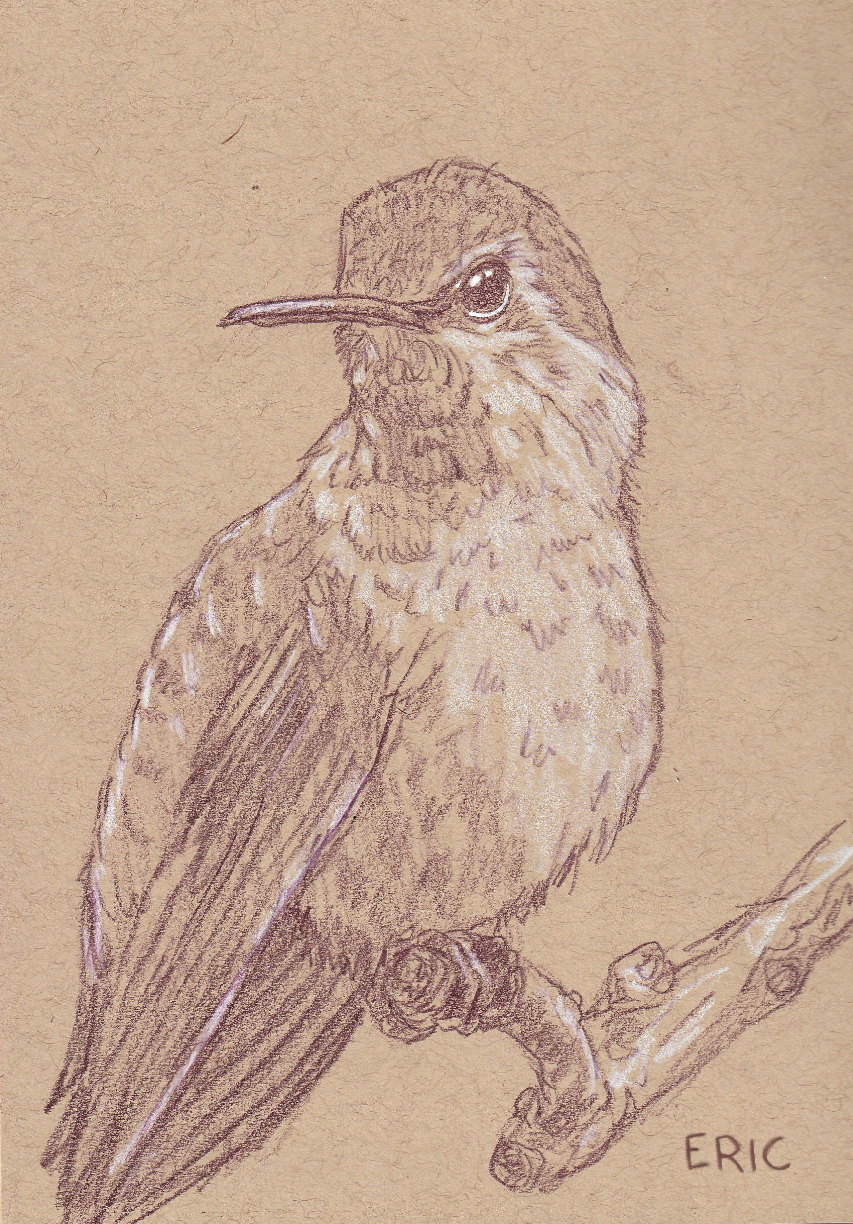 "Hummingbird 2" 4x6 Print