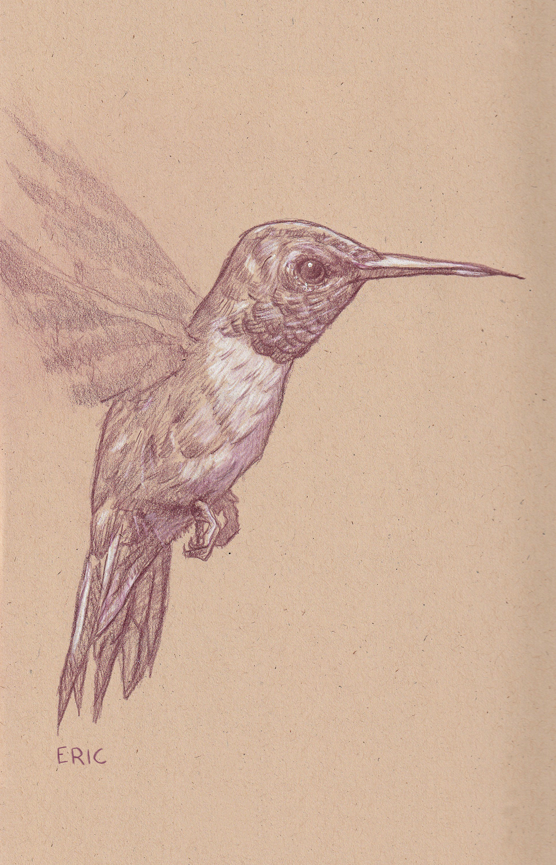 "Hummingbird 1" 4x6 Print