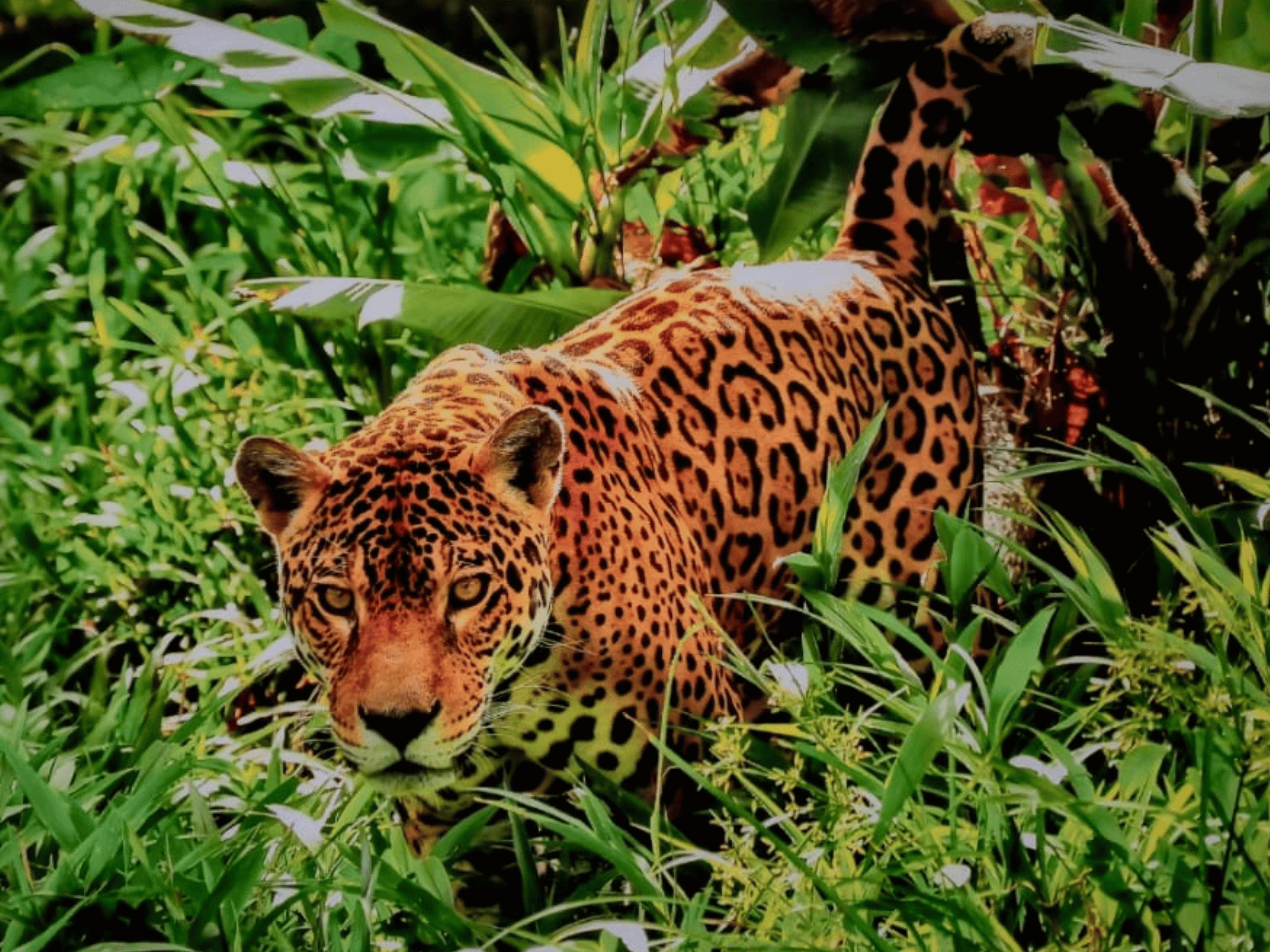 Backlit-Print „Individual“ – Ihr Foto auf Lite Film