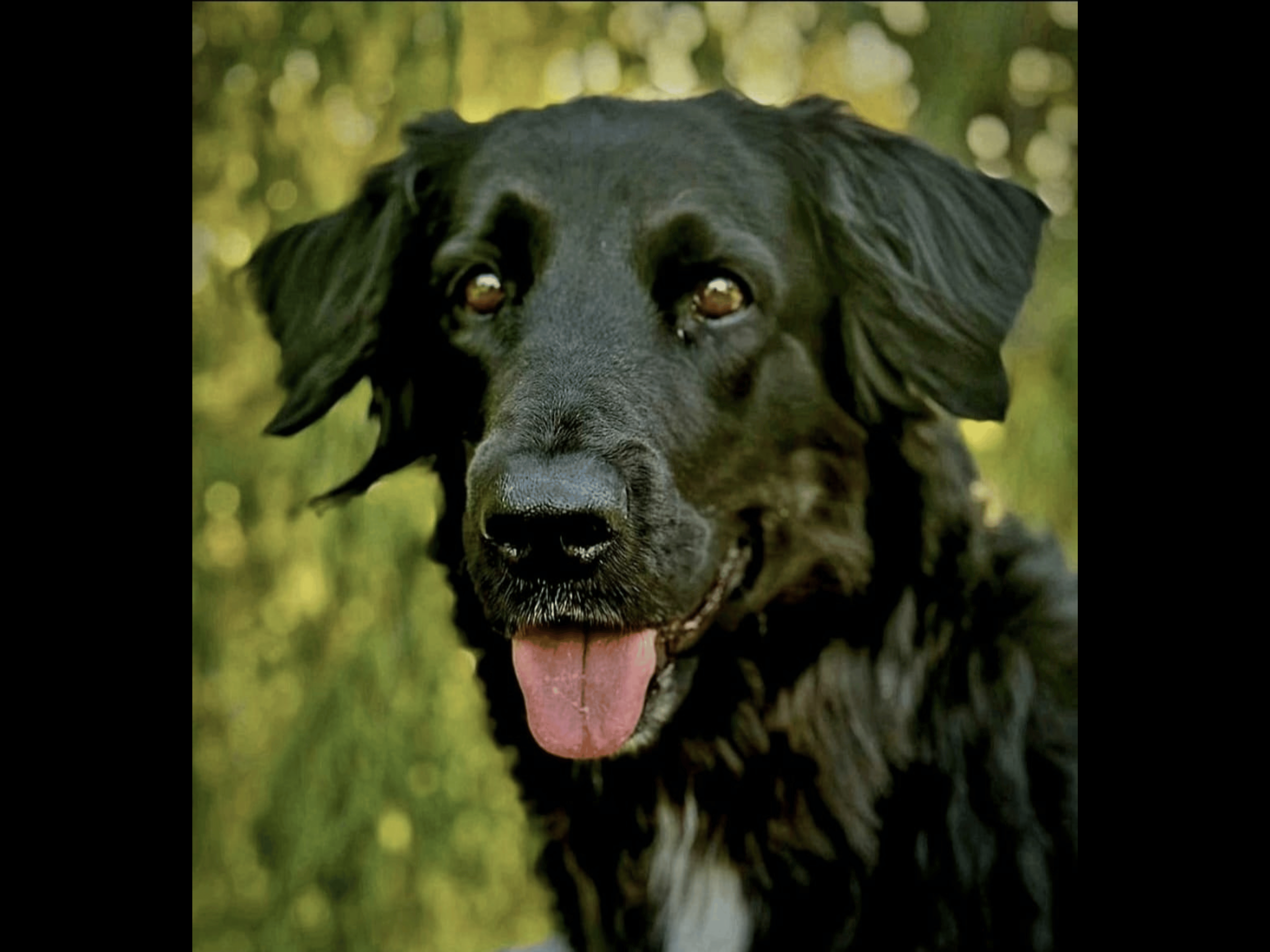Premium Schiefer-Gravur „Individual“ – Porträts & Gedenken auf Stein