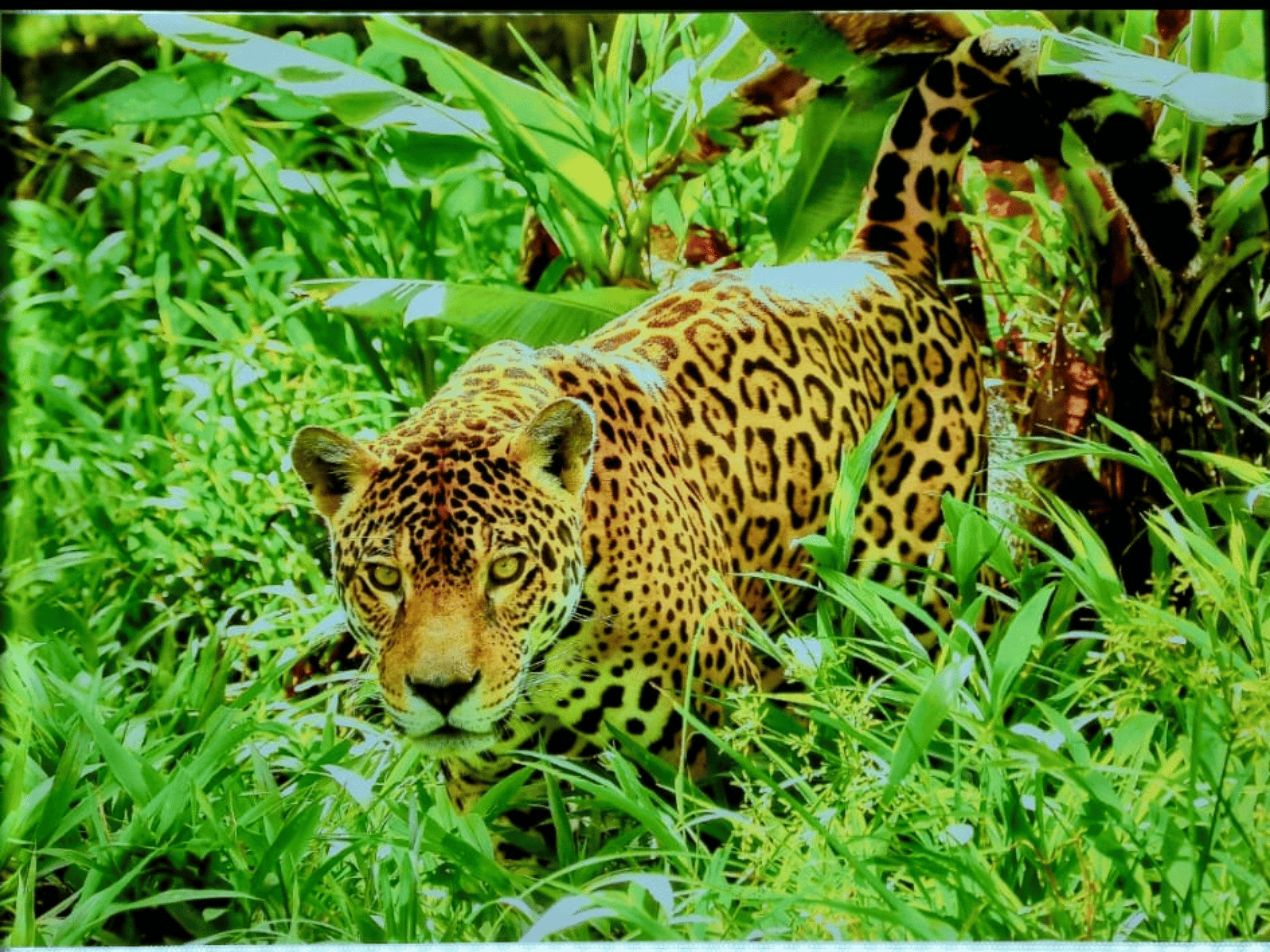 Backlit-Print „Individual“ – Ihr Foto auf Lite Film