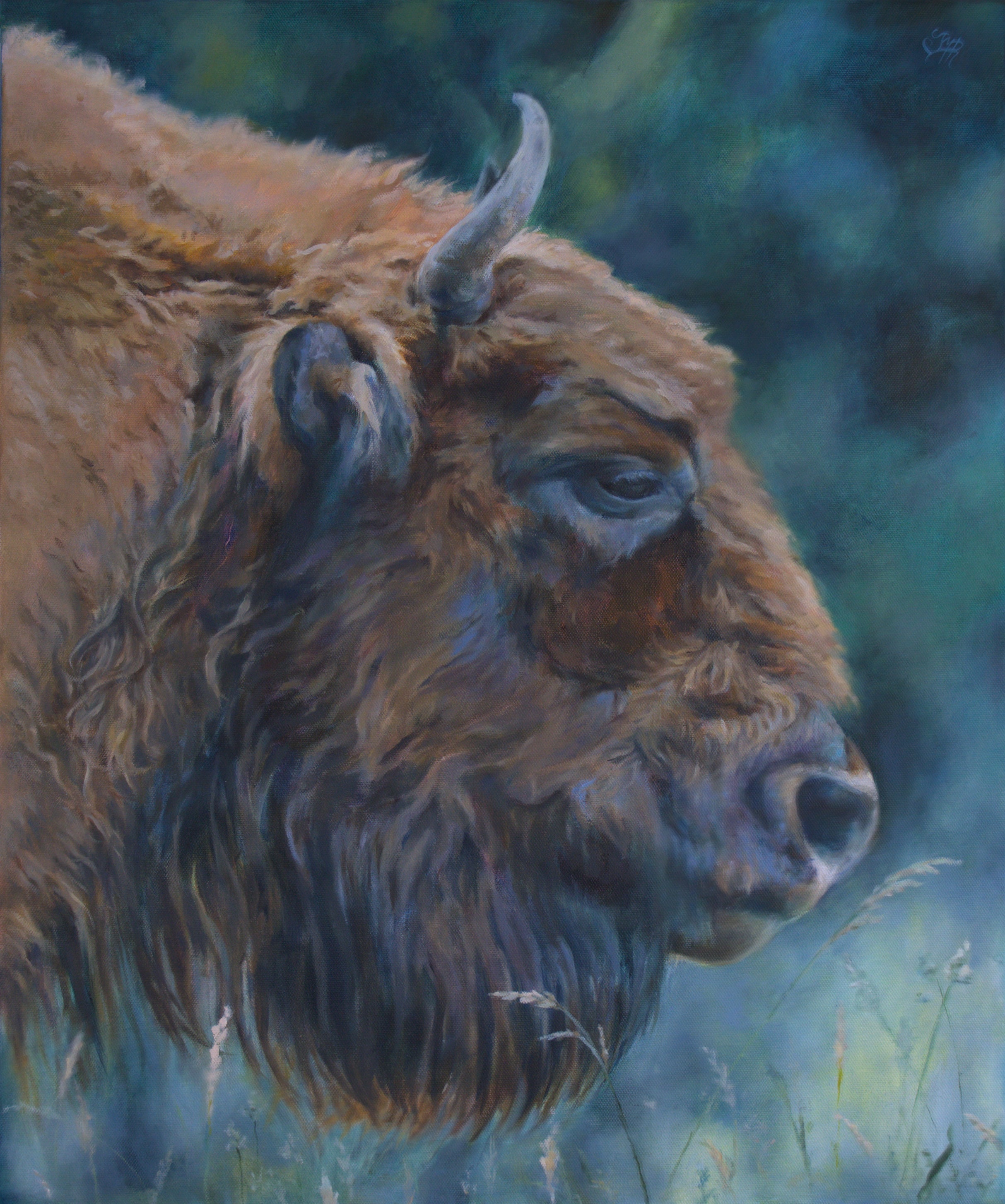 Bison