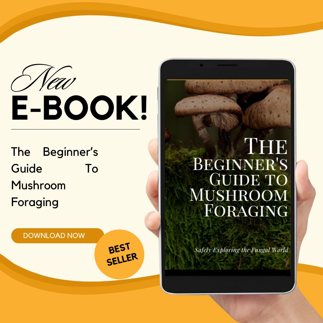 Mushroom Foraging Beginner's Guide: Safely Explore Fungal World
