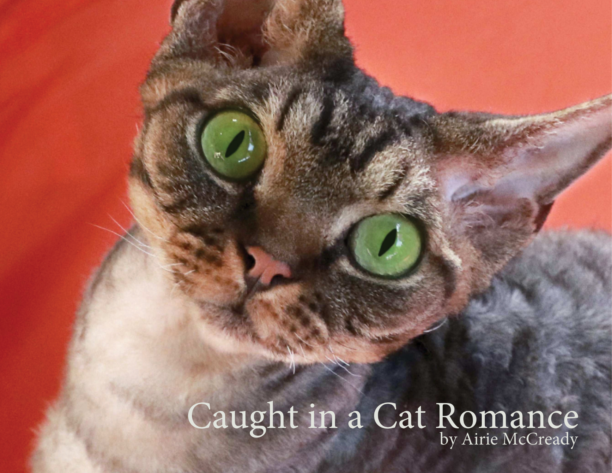 Caught in a Cat Romance