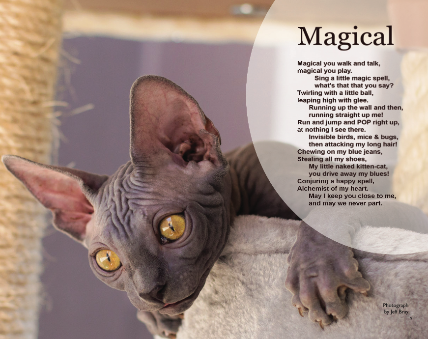 Caught in a Cat Romance 