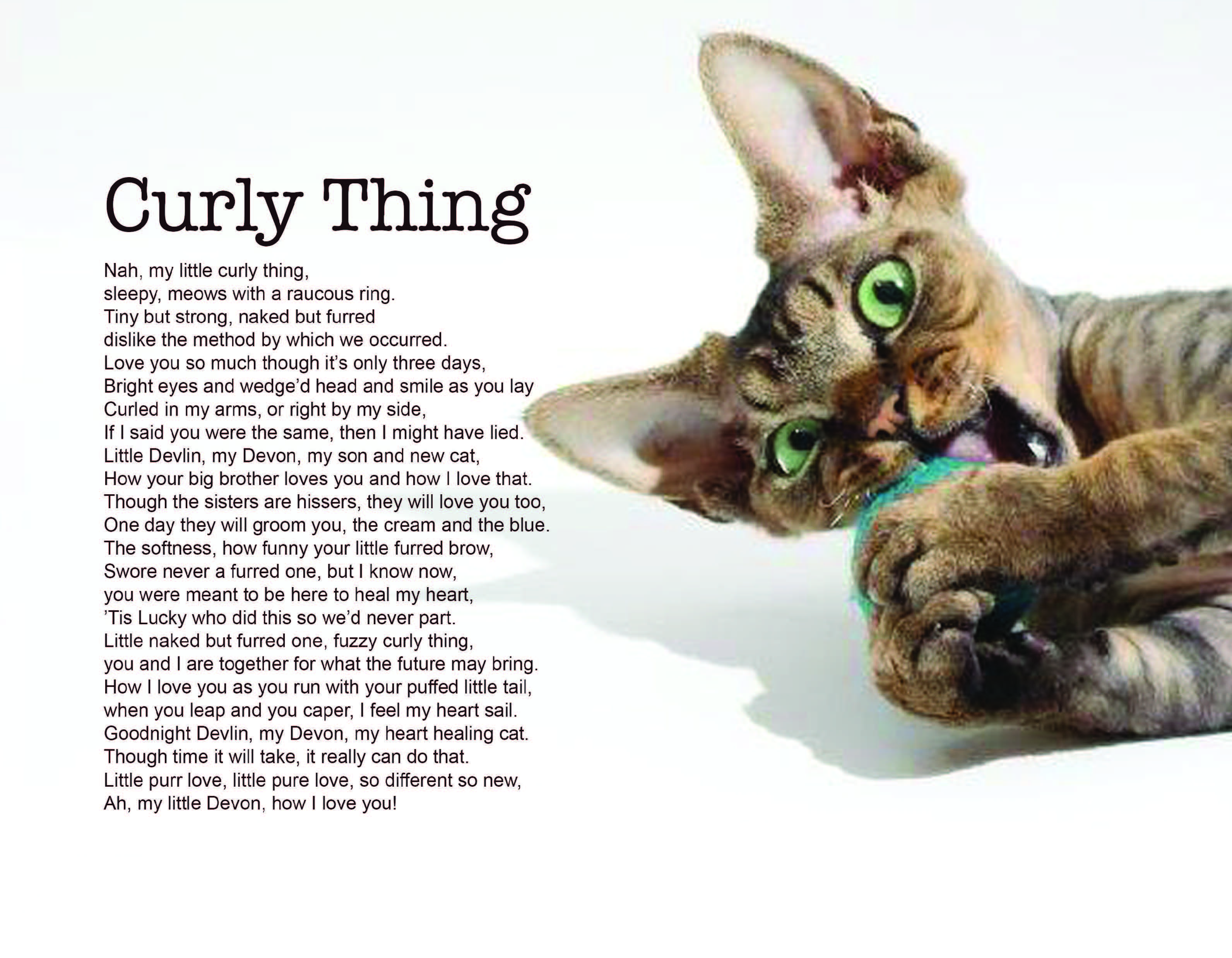 Caught in a Cat Romance 