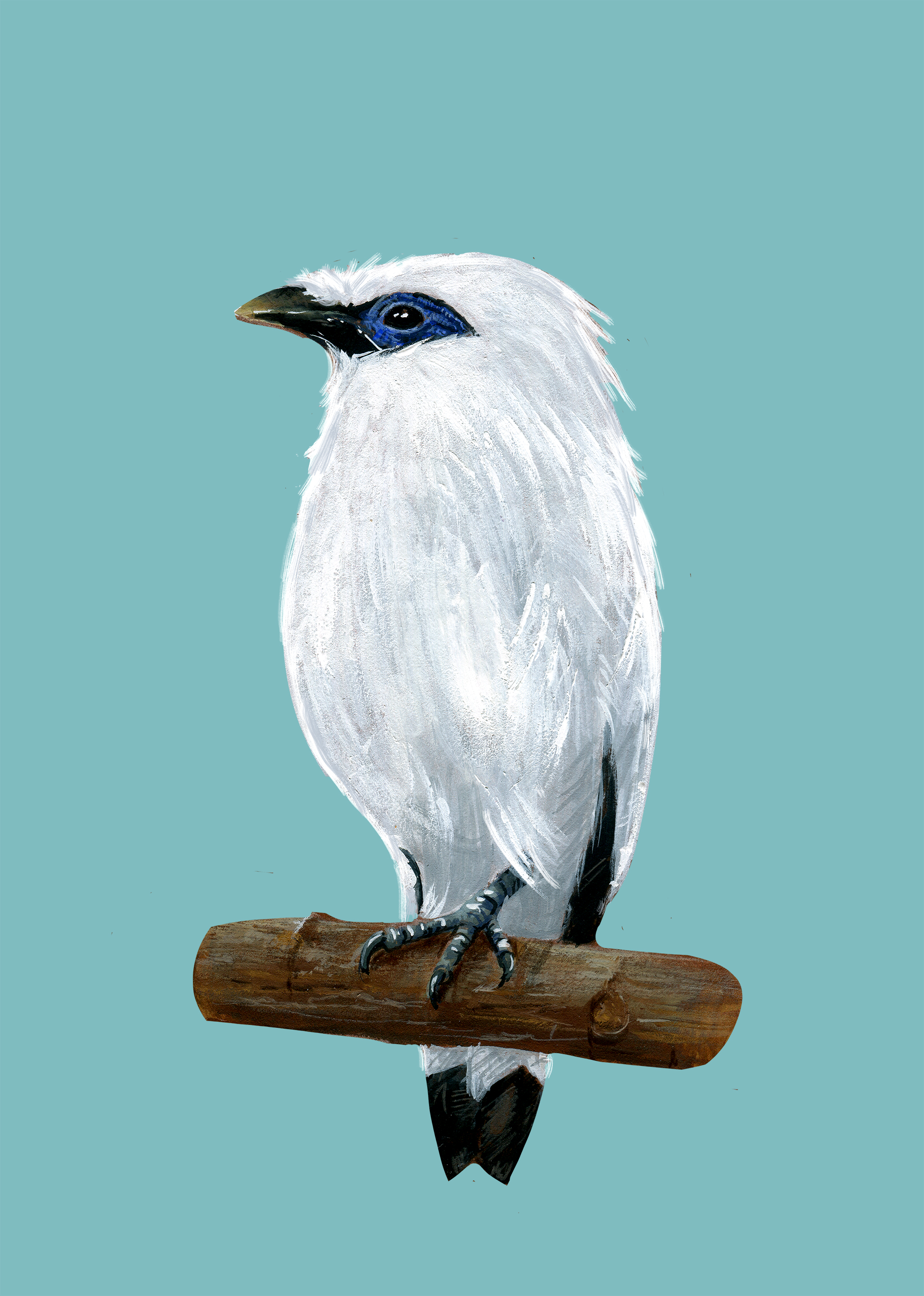 Fine Art Print - Balistar in Türkis