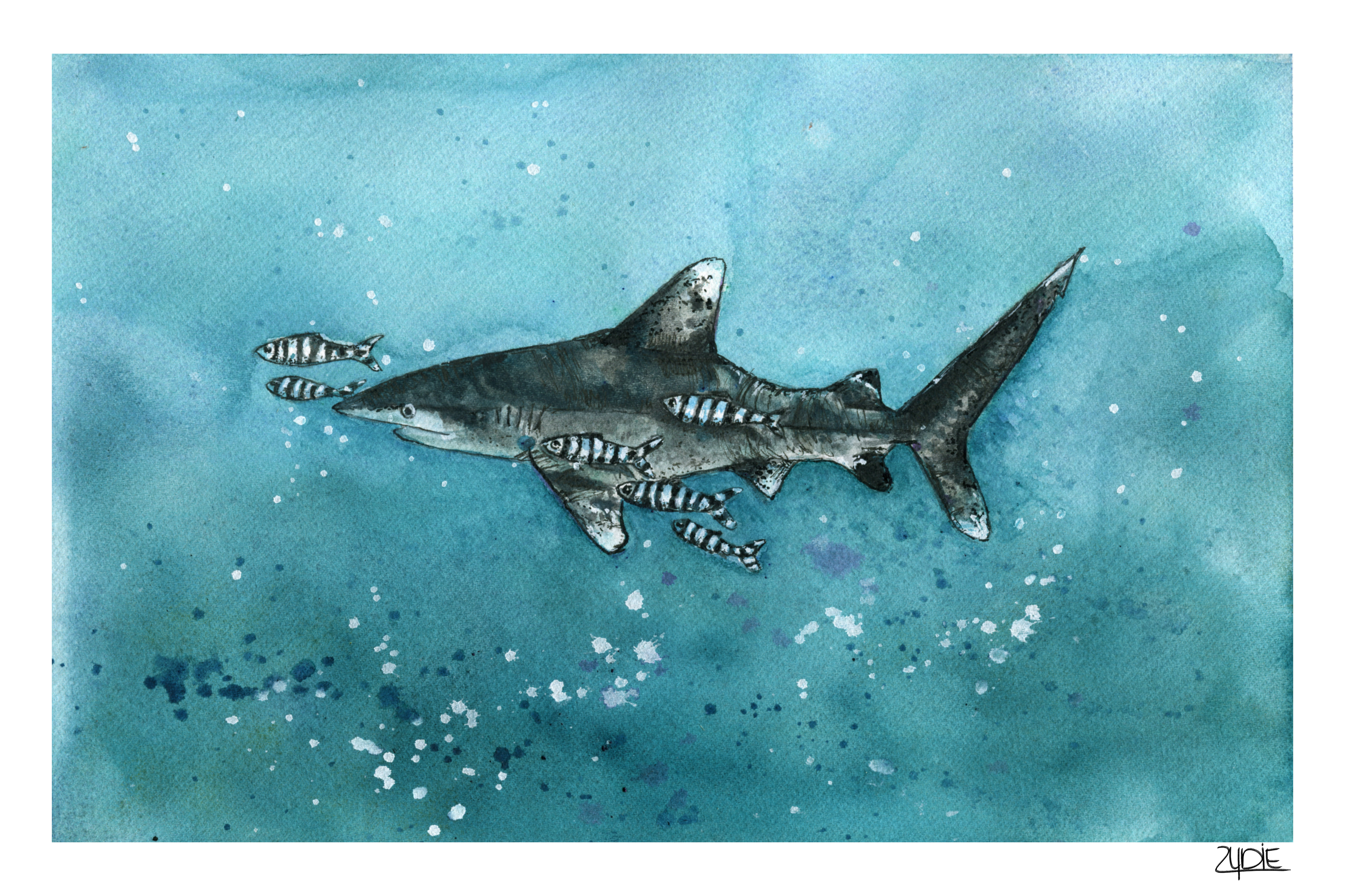 Fine Art Print – Weißspitzenriffhai & Pilotfische