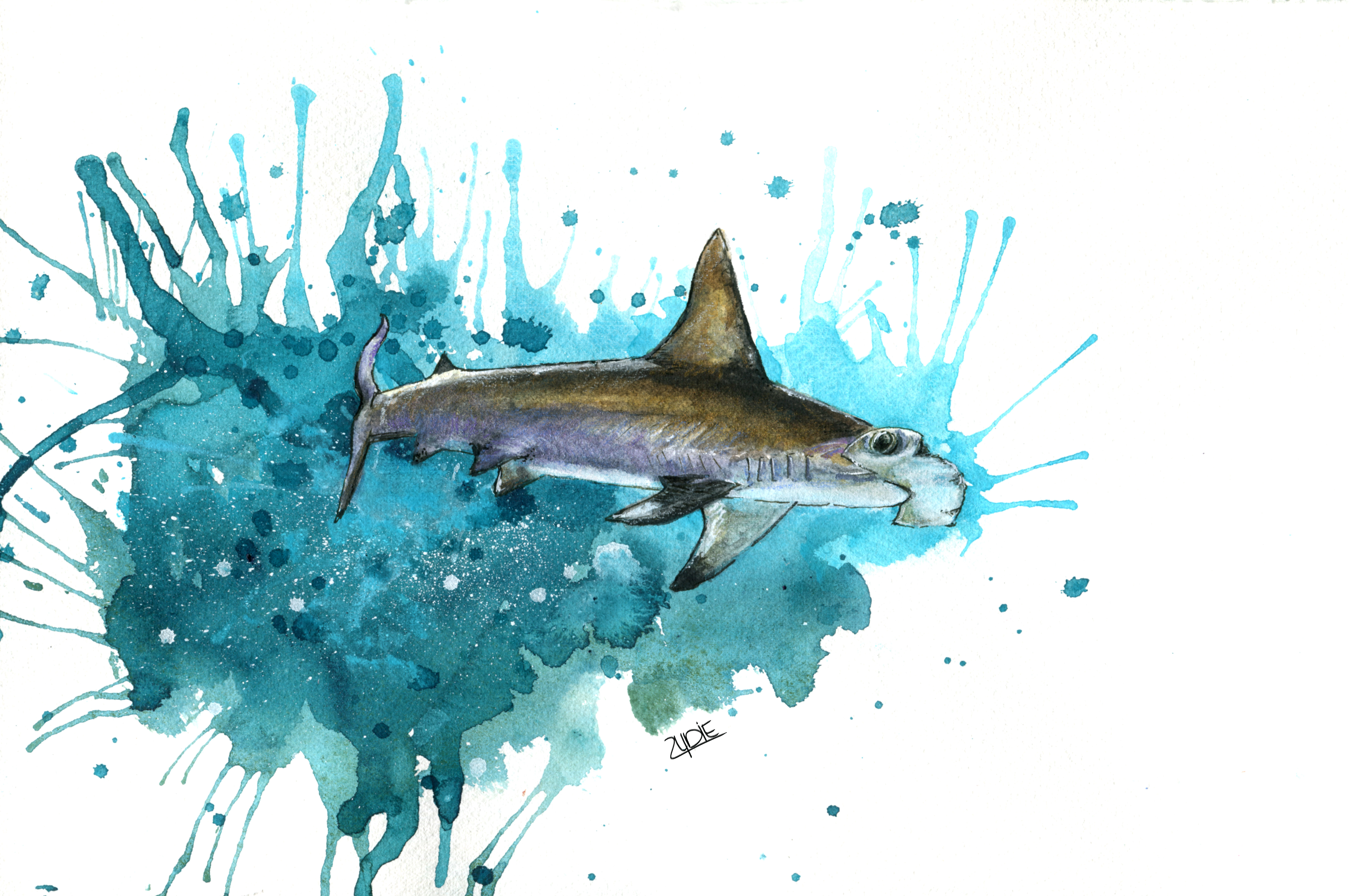 Fine Art Print – Hammerhai