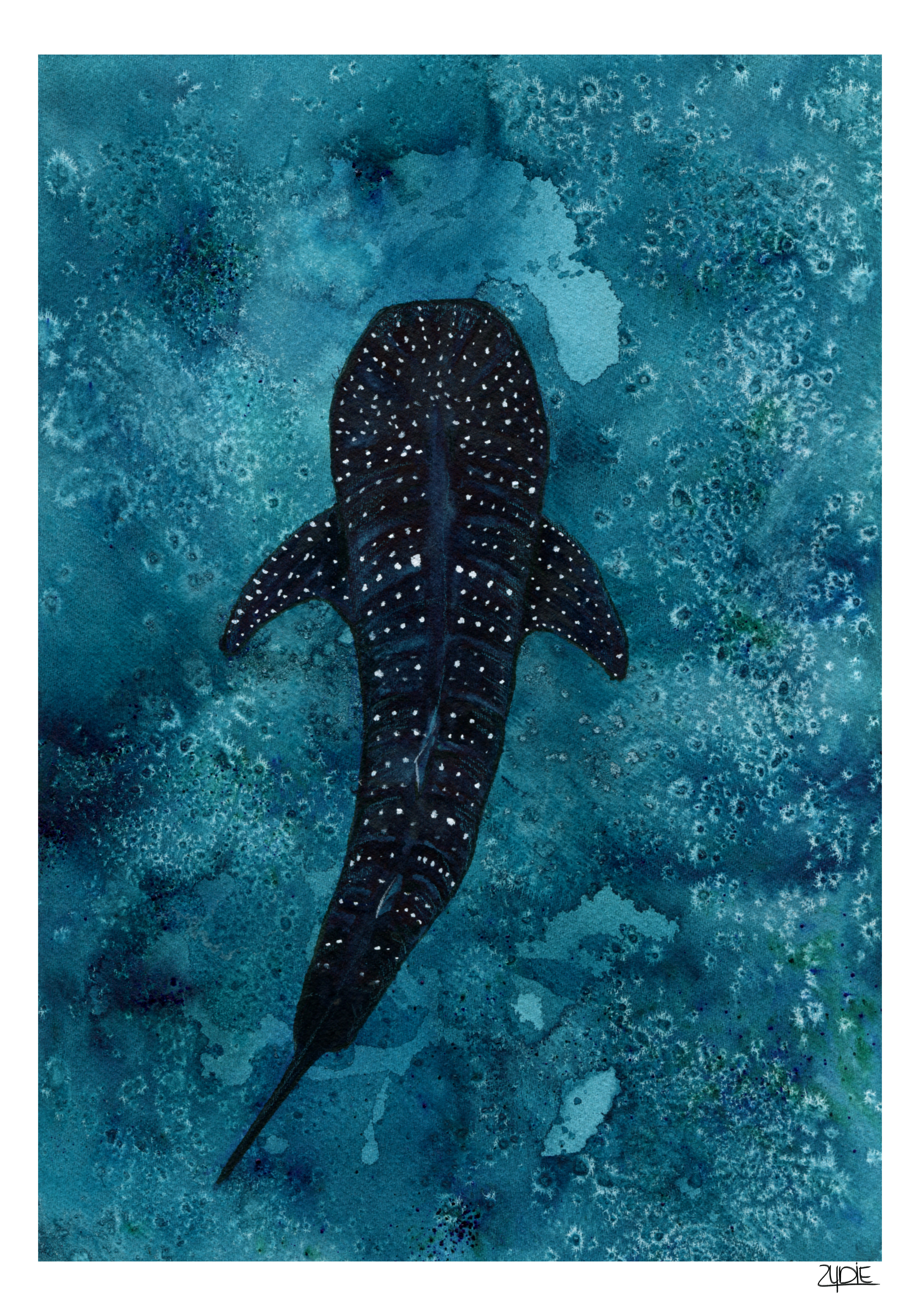 Fine Art Print – Walhai