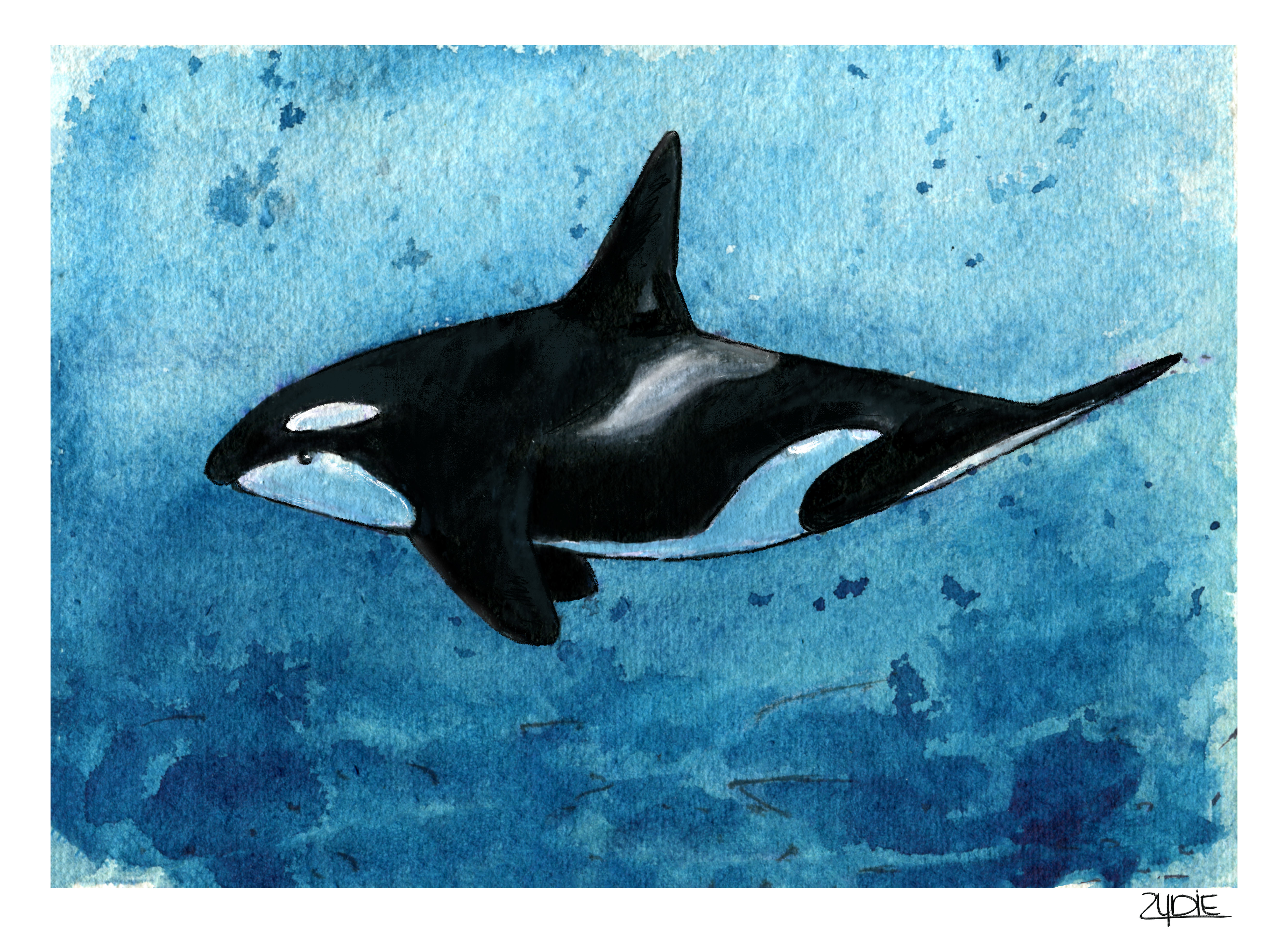 Fine Art Print – Orca „Schwimmen in Stille“