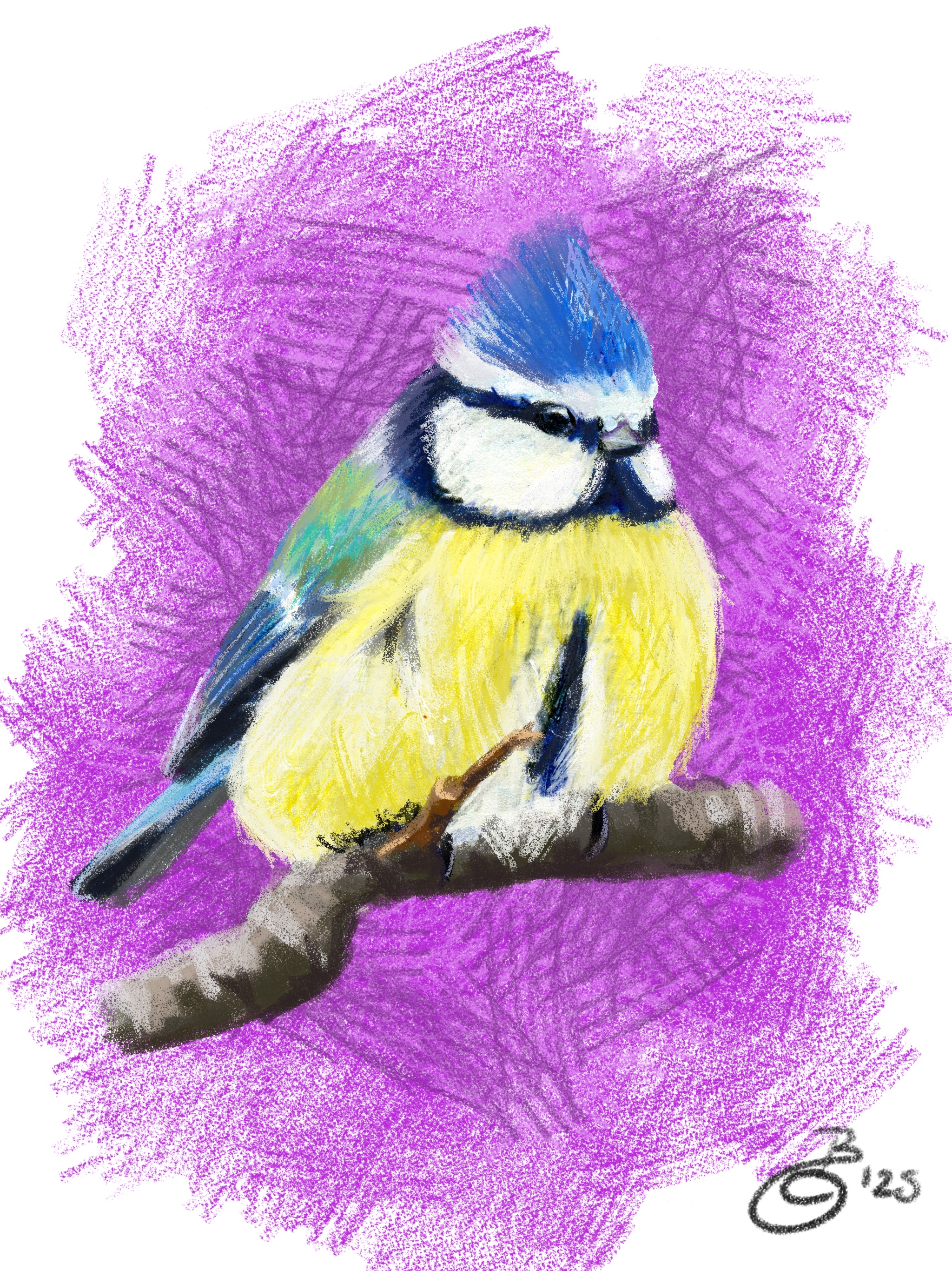 Fine Art Print – Buntstift - Flauschige Blaumeise