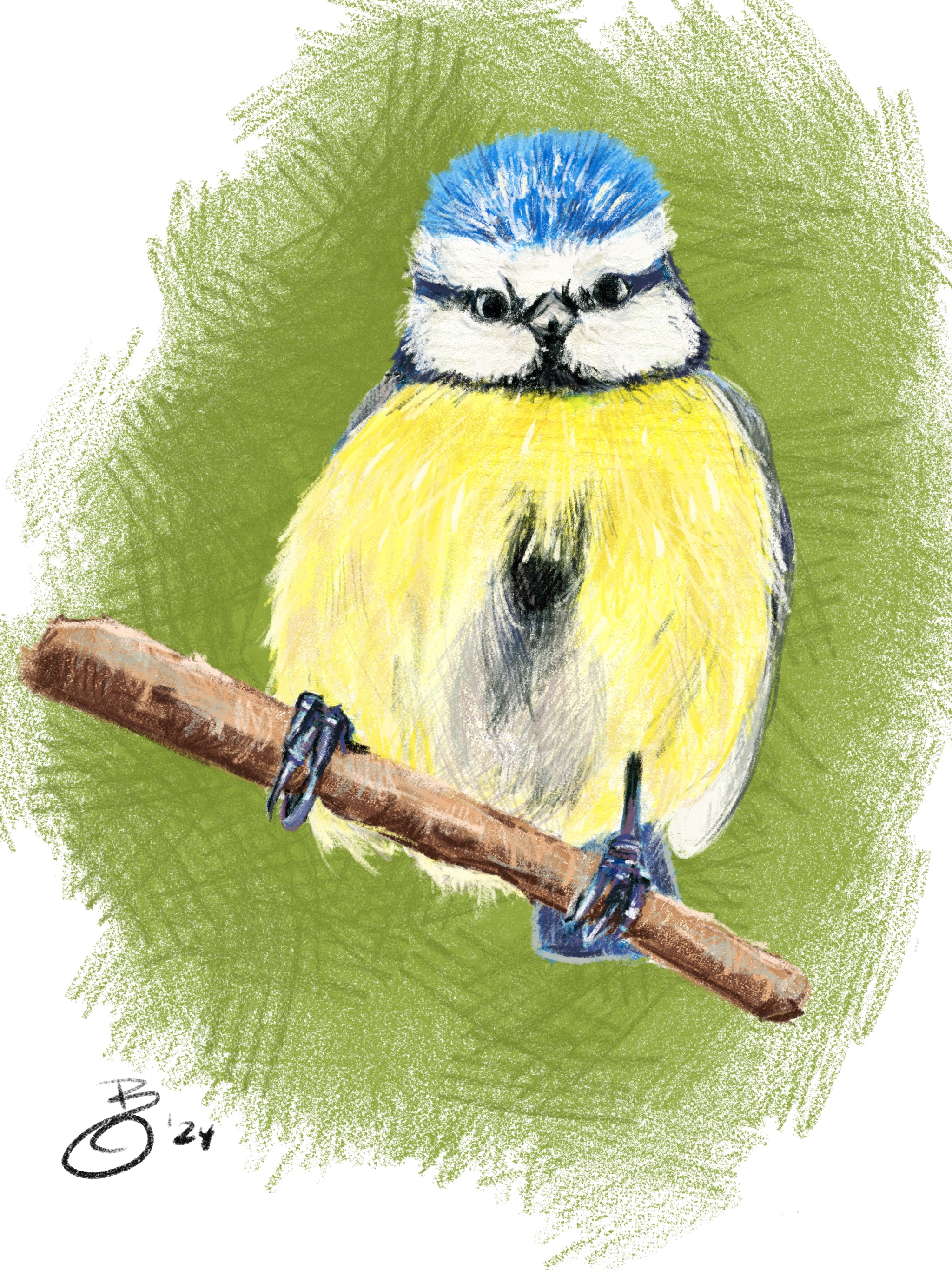 Fine Art Print – Buntstift - Freche Blaumeise