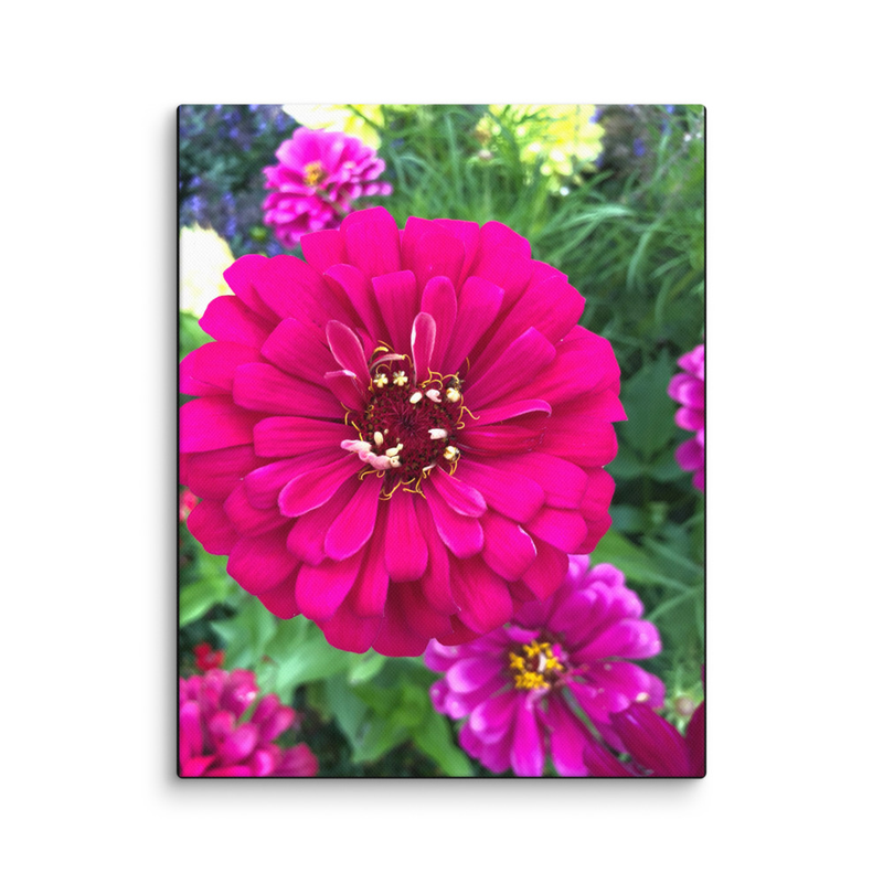 Zinnia