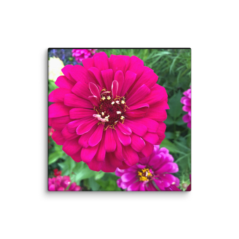Zinnia