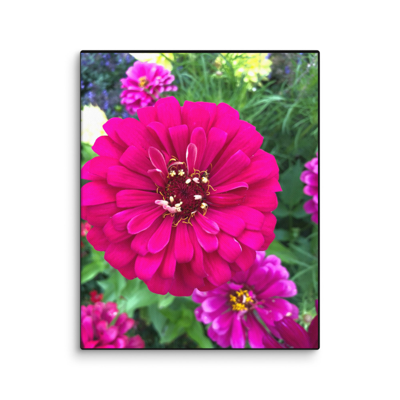 Zinnia