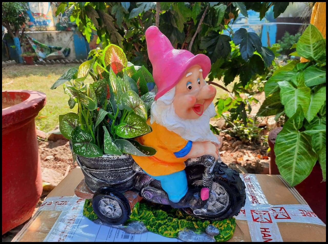 Dwarft Planter Size:-12 Inches