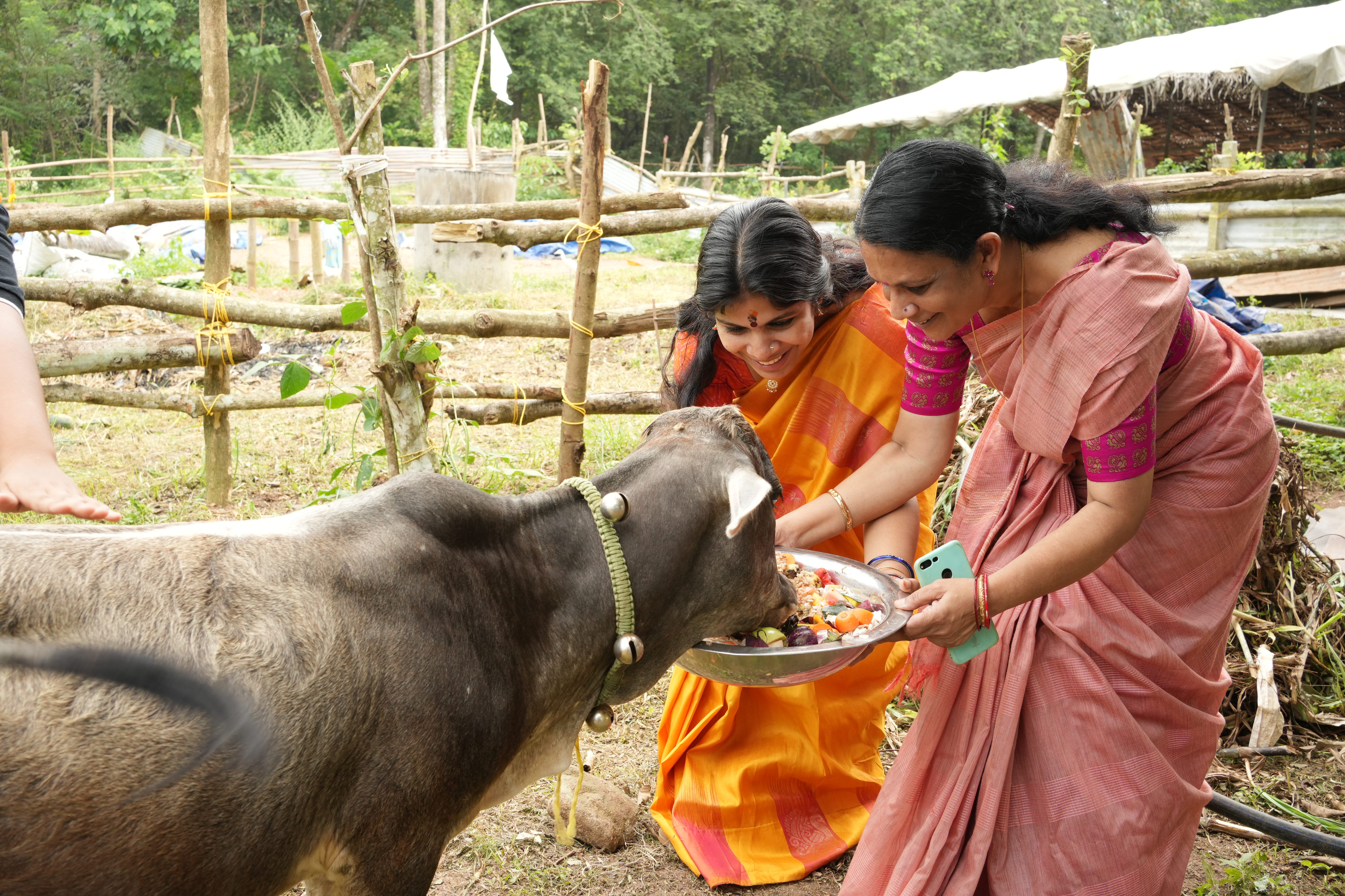 Gau/Nandi Feed Sponser
