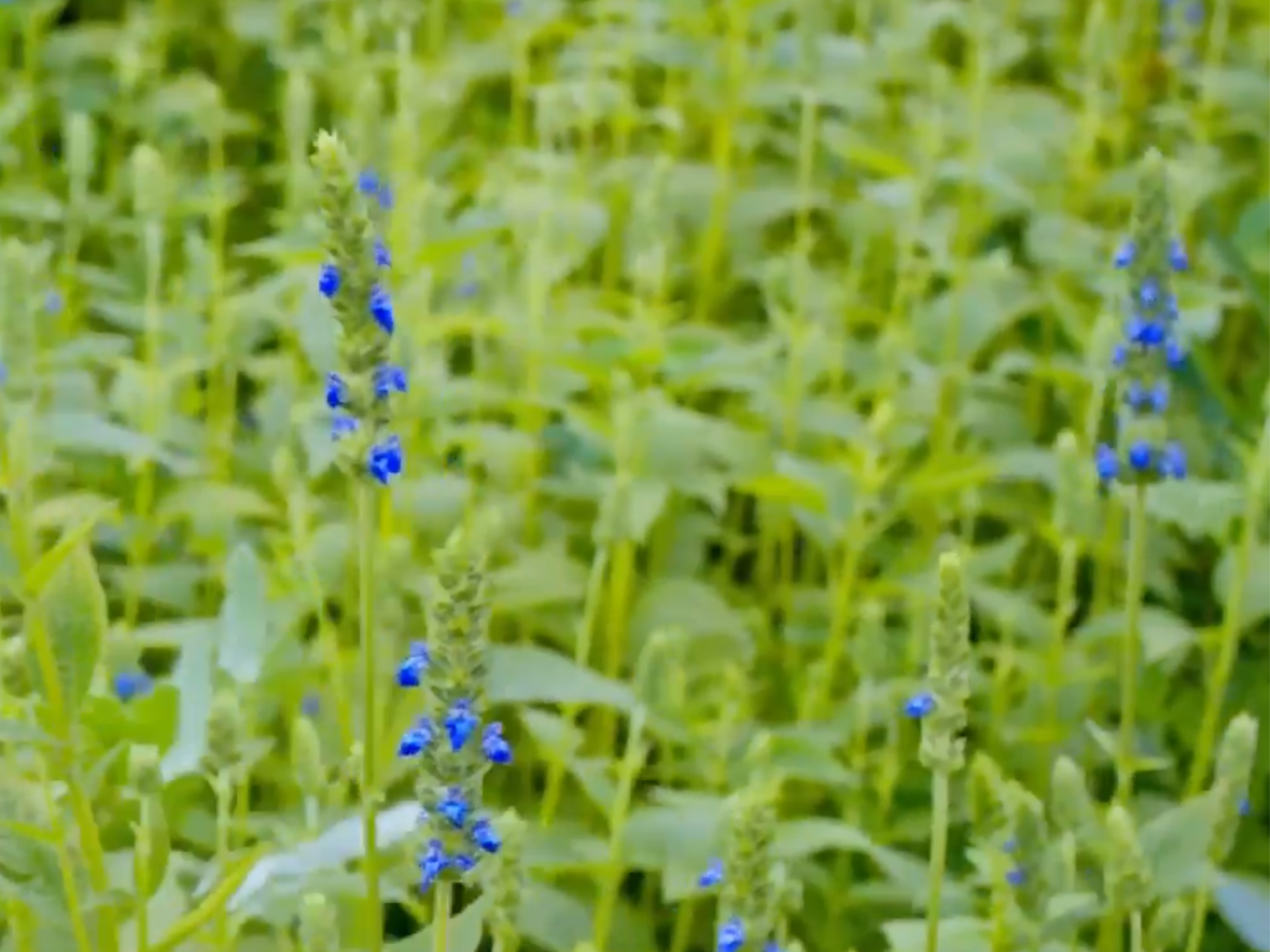 Chia Seed Farming Group Membership