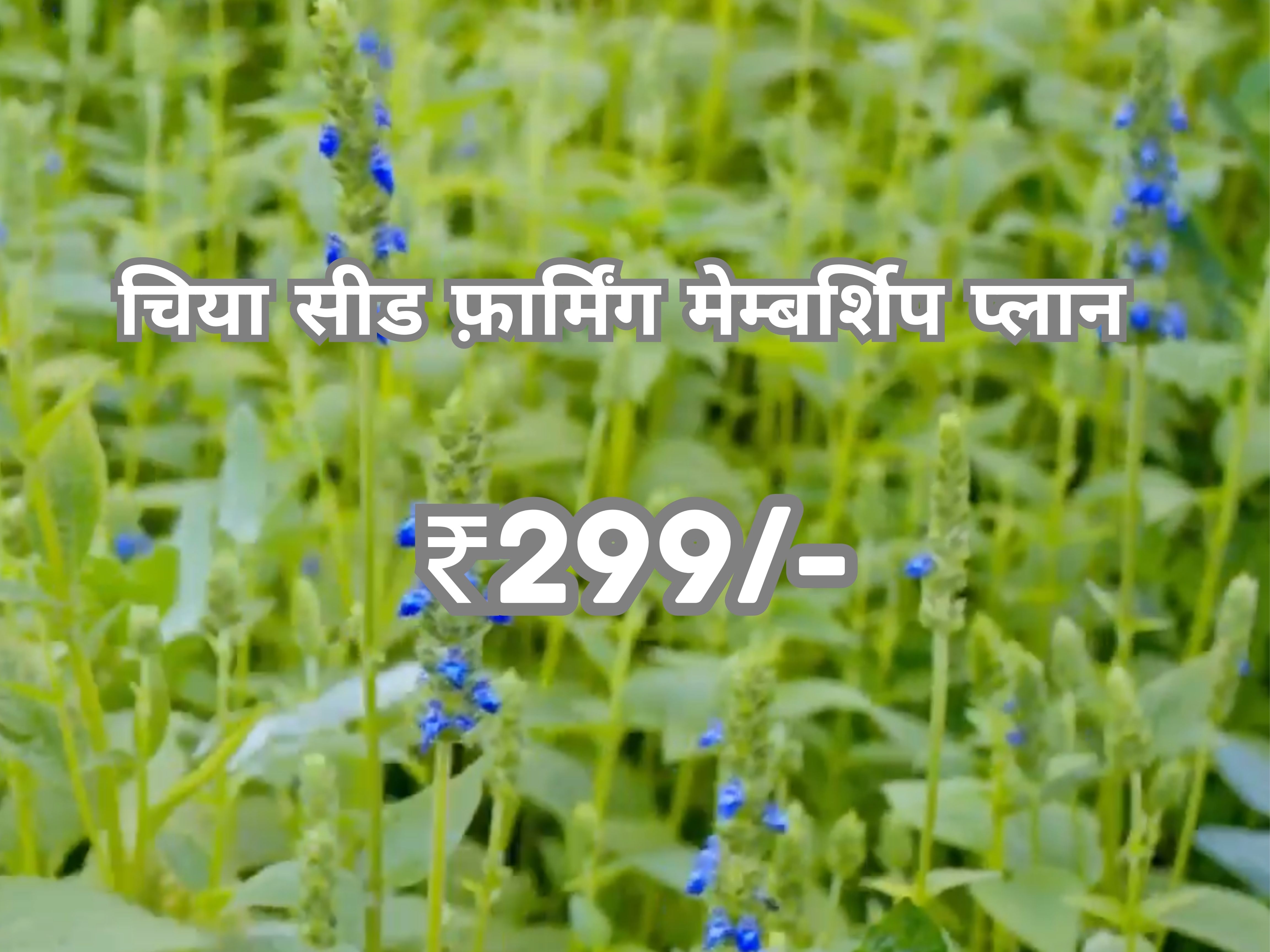 Chia Seed Farming Group Membership