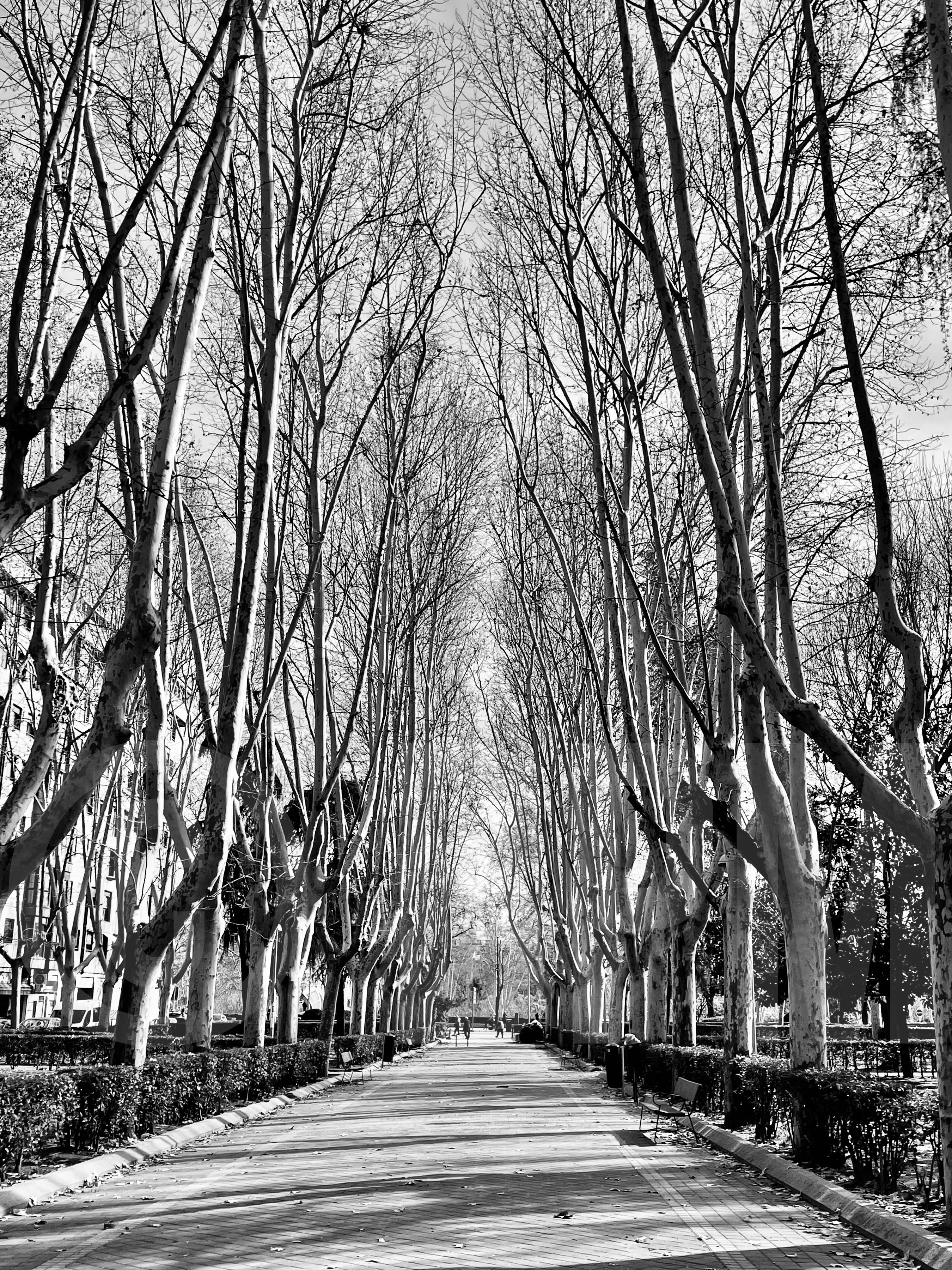 El camino del otoño