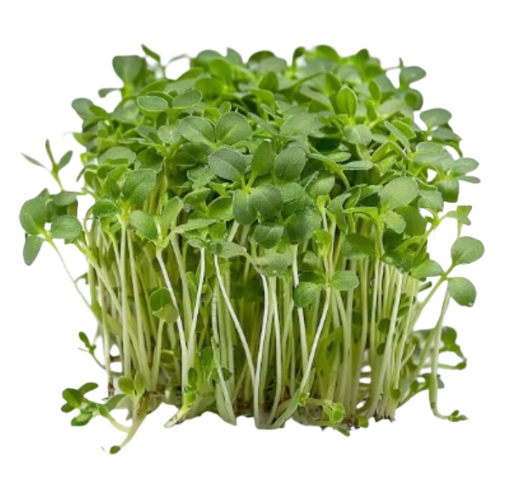 Semillas para microbrotes de Berro