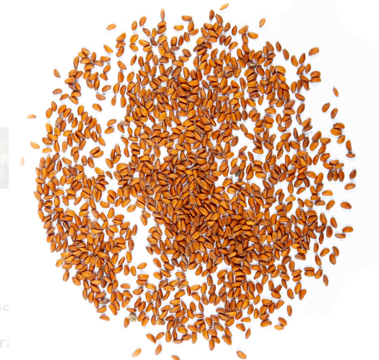 Semillas para microbrotes de Berro