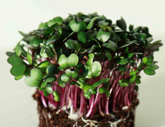 Semillas para microbrotes de Col Lombarda