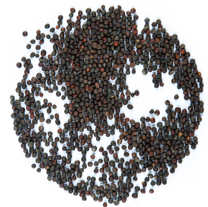 Semillas para microbrotes de Col Lombarda