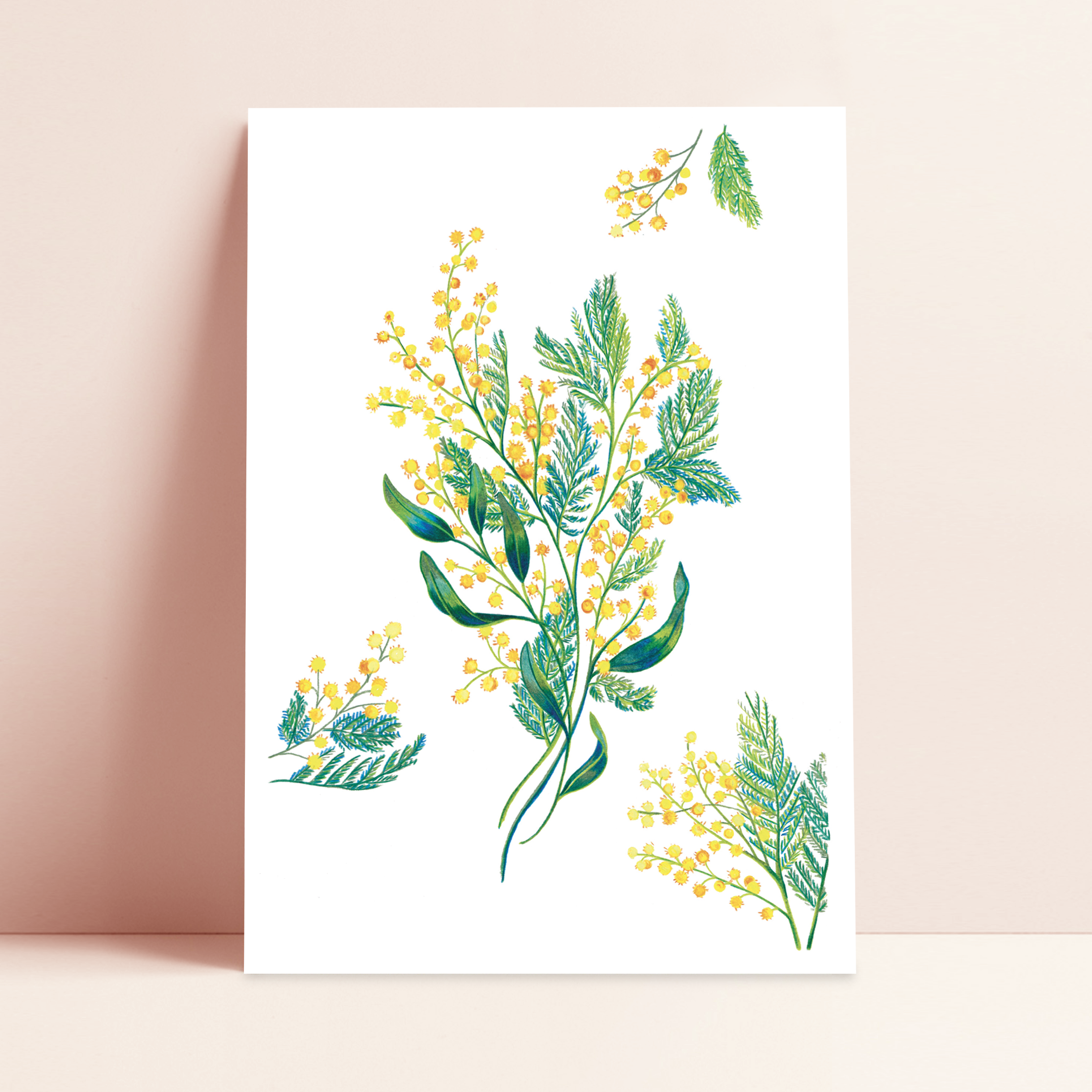 Mimosa folle de toi