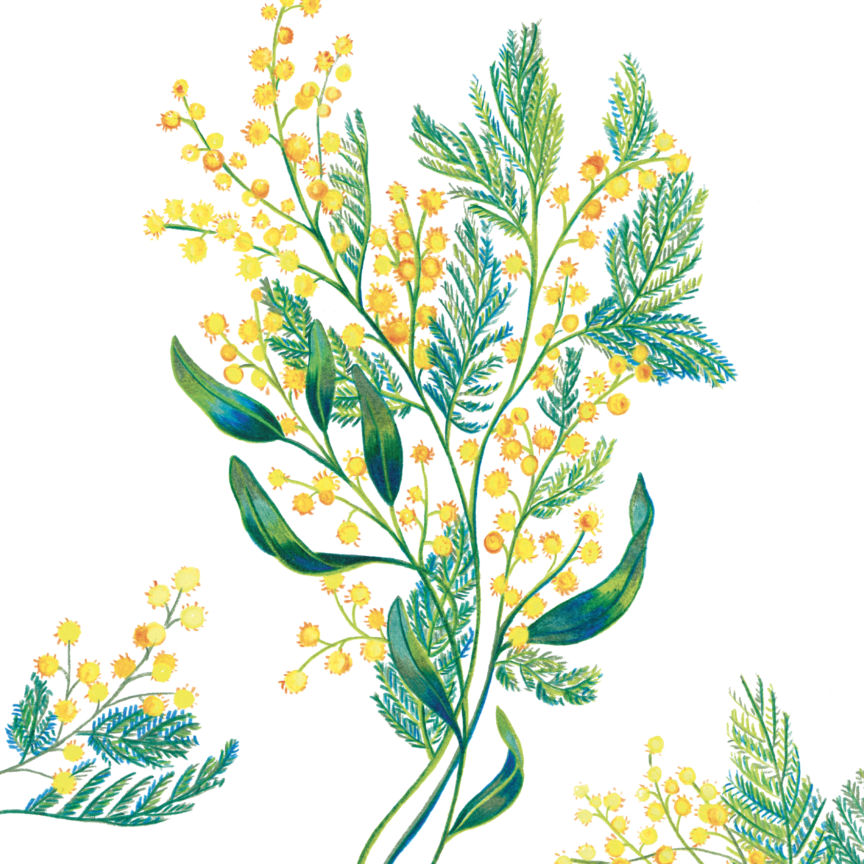 Mimosa folle de toi
