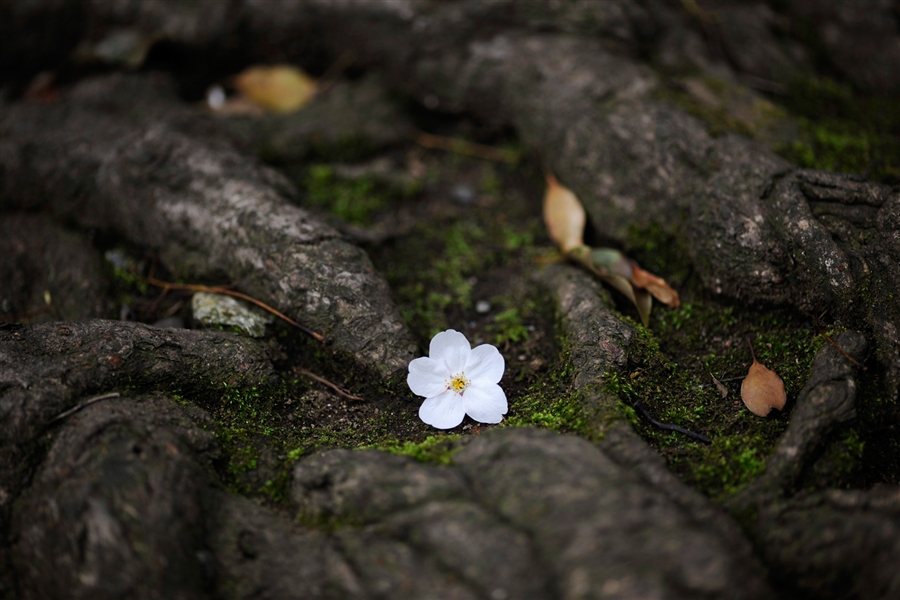 Jikiden Reiki Reijukai