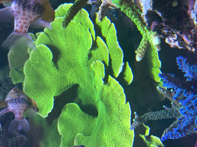Classic Green Montipora Cap