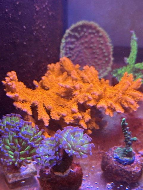 Orange Setosa