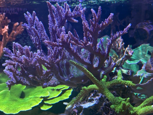 Steve Elias Blue Stag