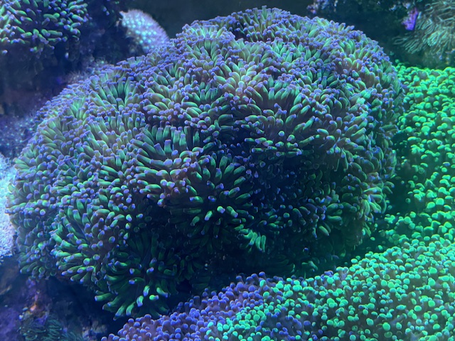 Purple Tip Green Hammer