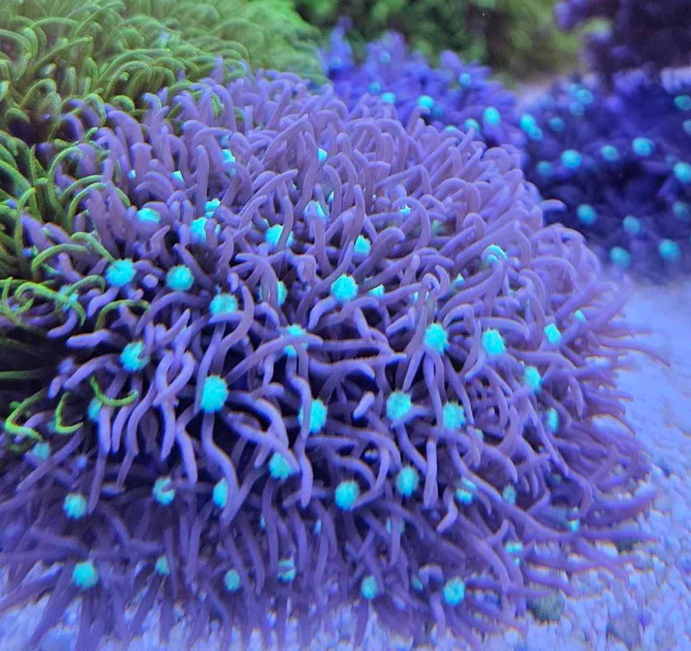 Pink Star Polyps