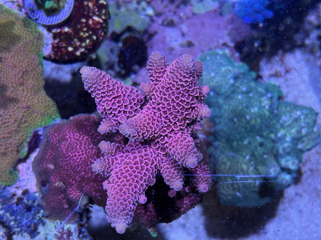 Pink Millipora